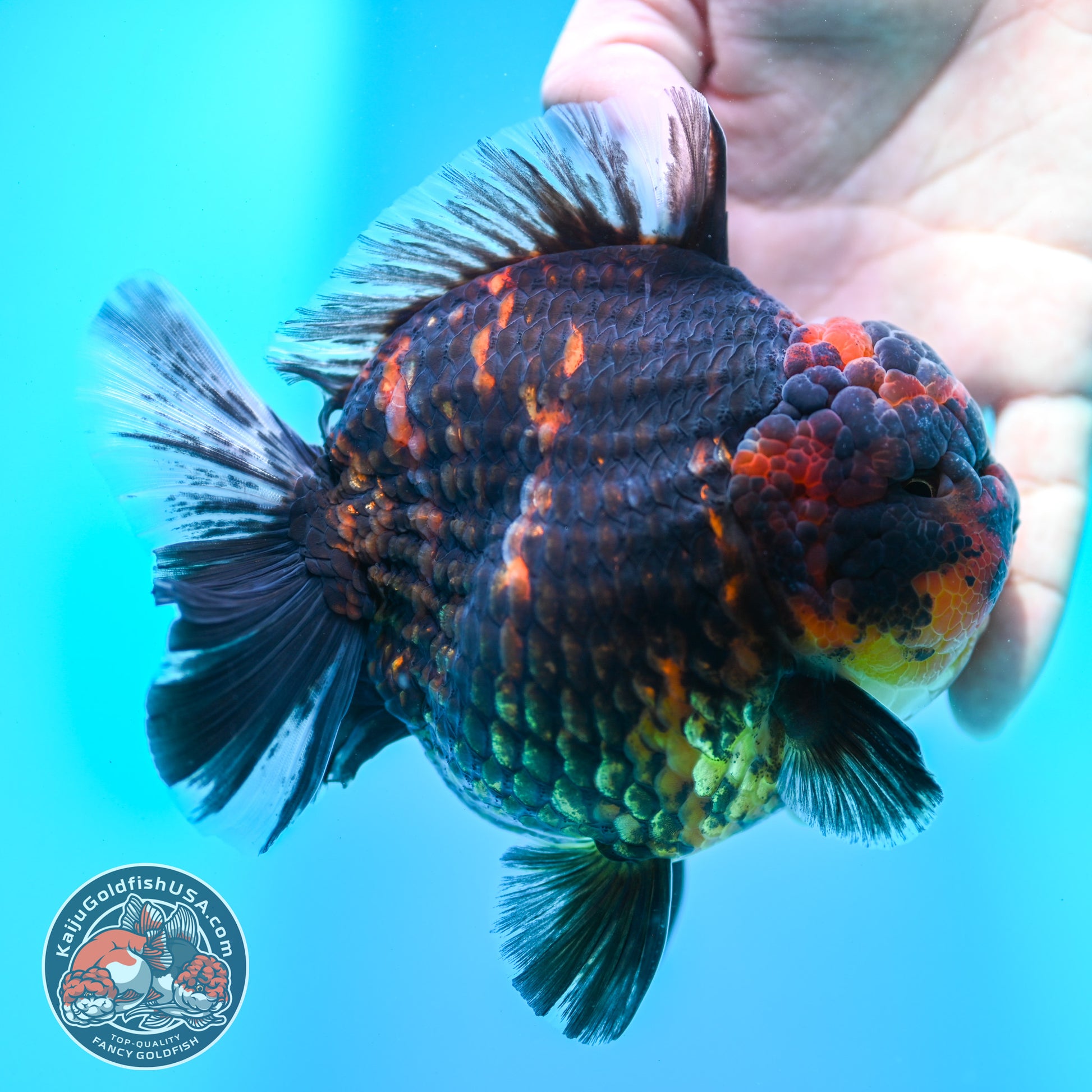 Heavy Ink Tiger Oranda 4.5 inch Body (260424_OR09)