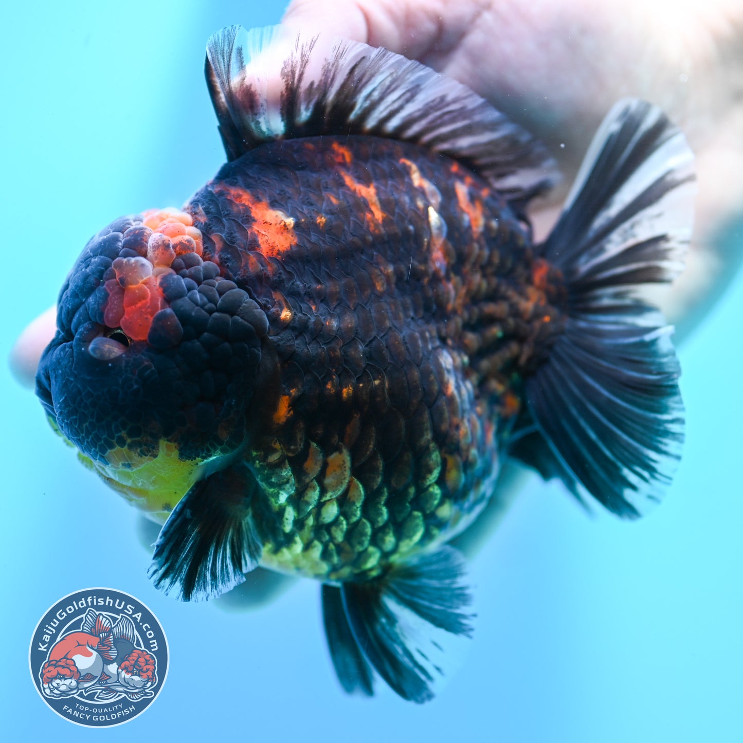 Heavy Ink Tiger Oranda 4.5 inch Body (260424_OR09)