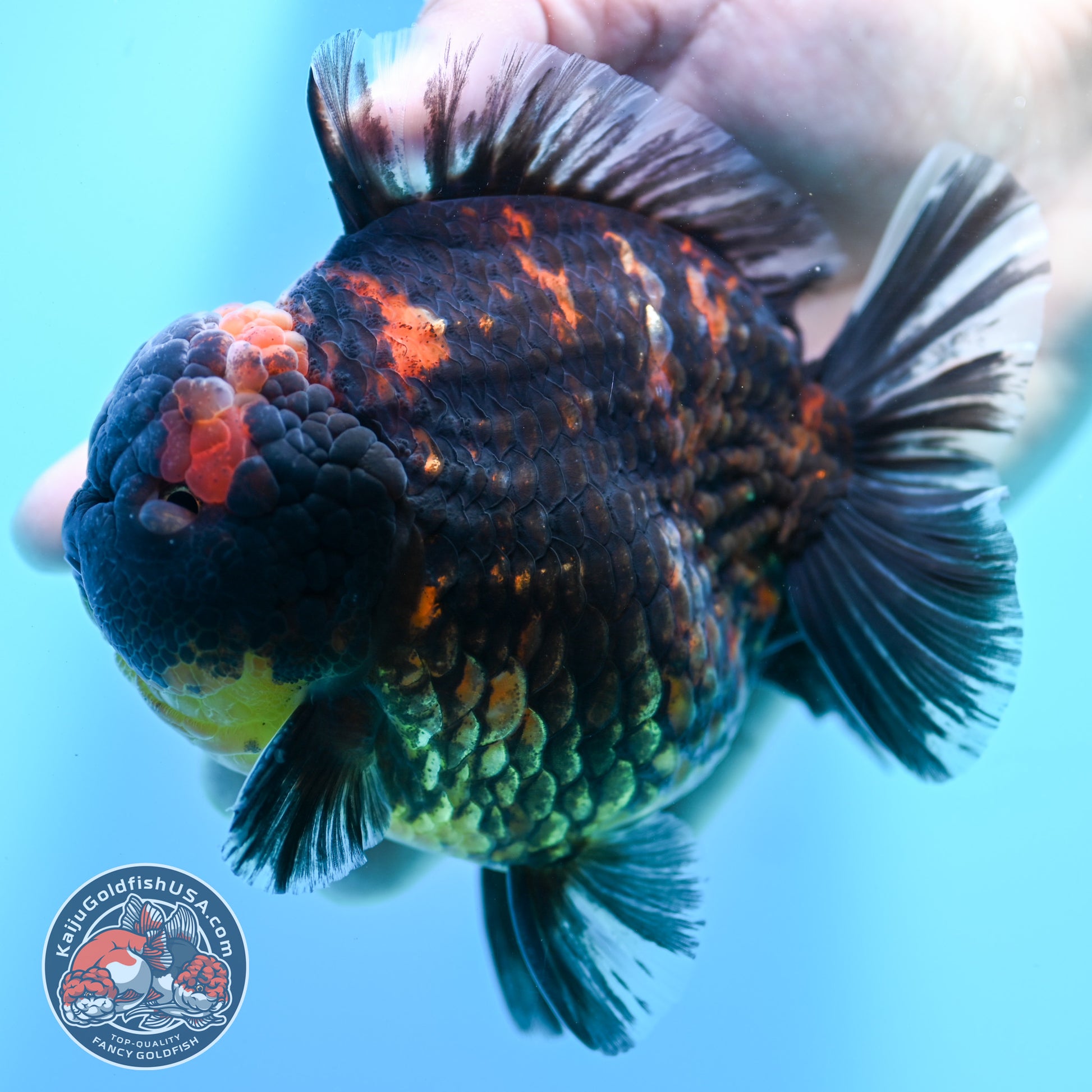 Heavy Ink Tiger Oranda 4.5 inch Body (260424_OR09)