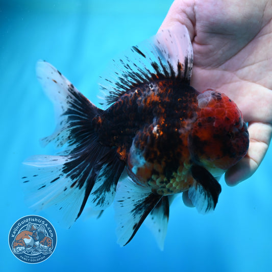 Heavy Ink Tiger Orchid Tail Oranda 4 inch Body (260529_OR08)