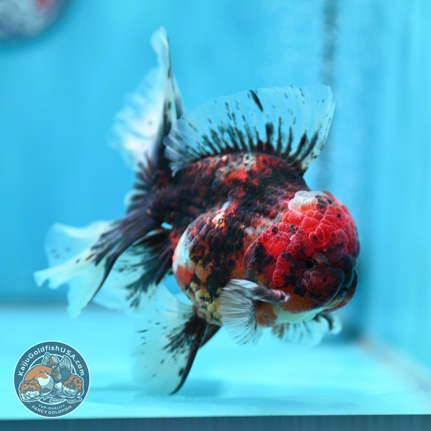 Heavy Ink Tiger Orchid Tail Oranda 4 inch Body (260529_OR08)