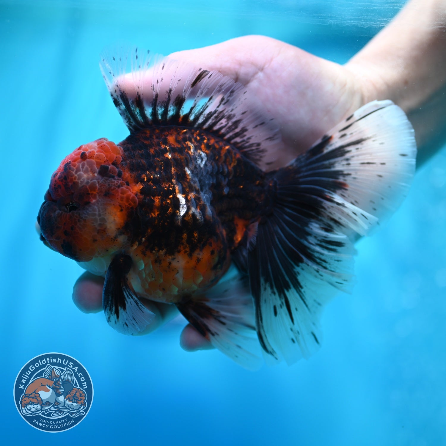 Heavy Ink Tiger Orchid Tail Oranda 4 inch Body (260529_OR08)