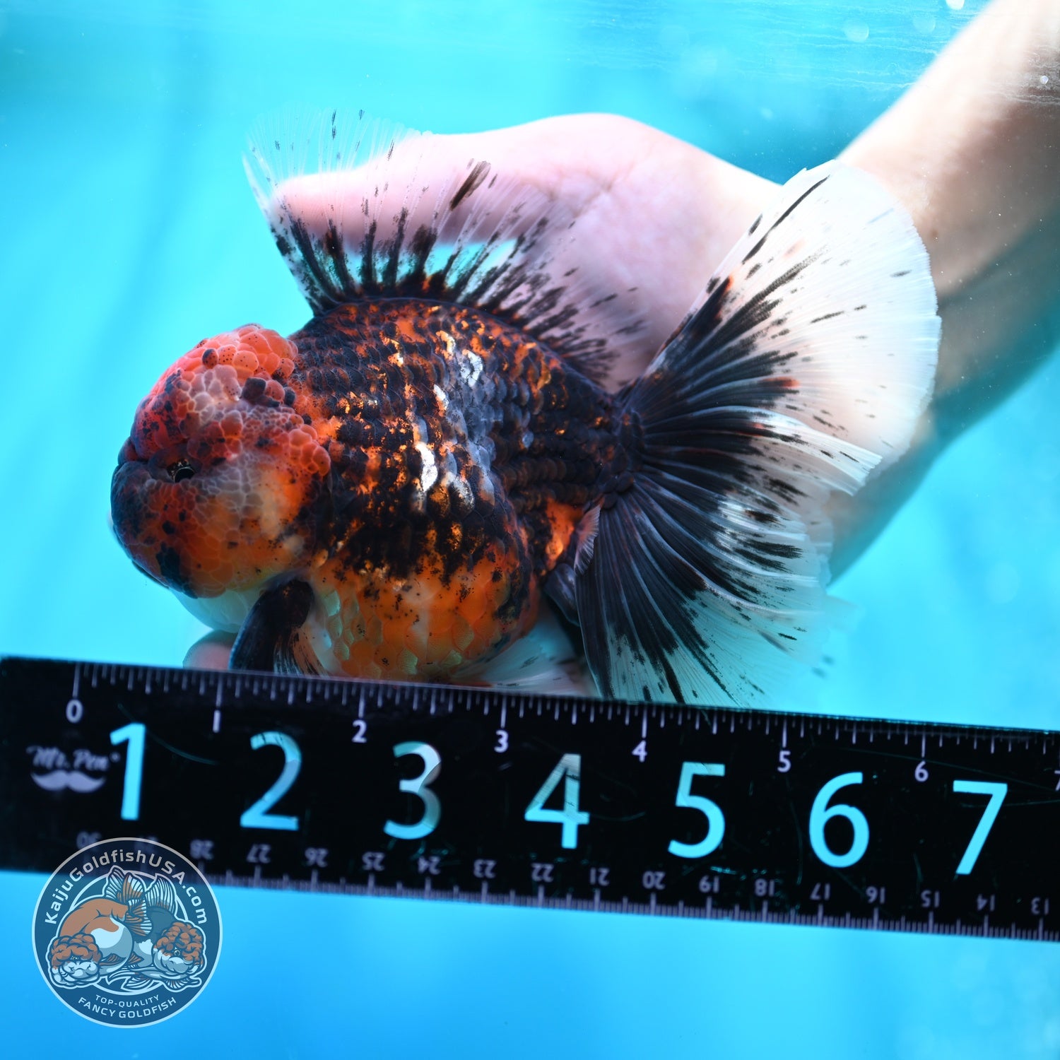 Heavy Ink Tiger Orchid Tail Oranda 4 inch Body (260529_OR08)