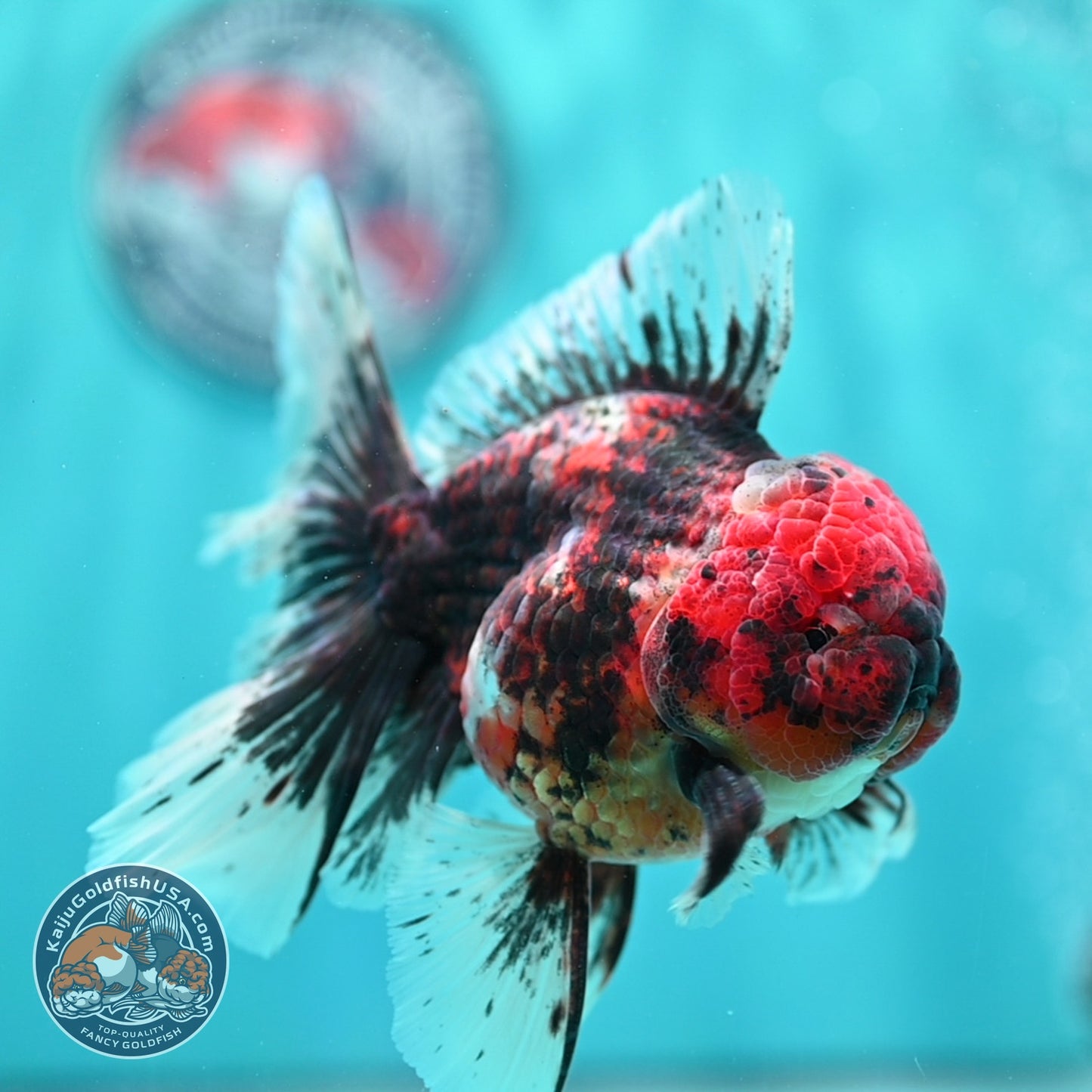 Heavy Ink Tiger Orchid Tail Oranda 4 inch Body (260529_OR08)