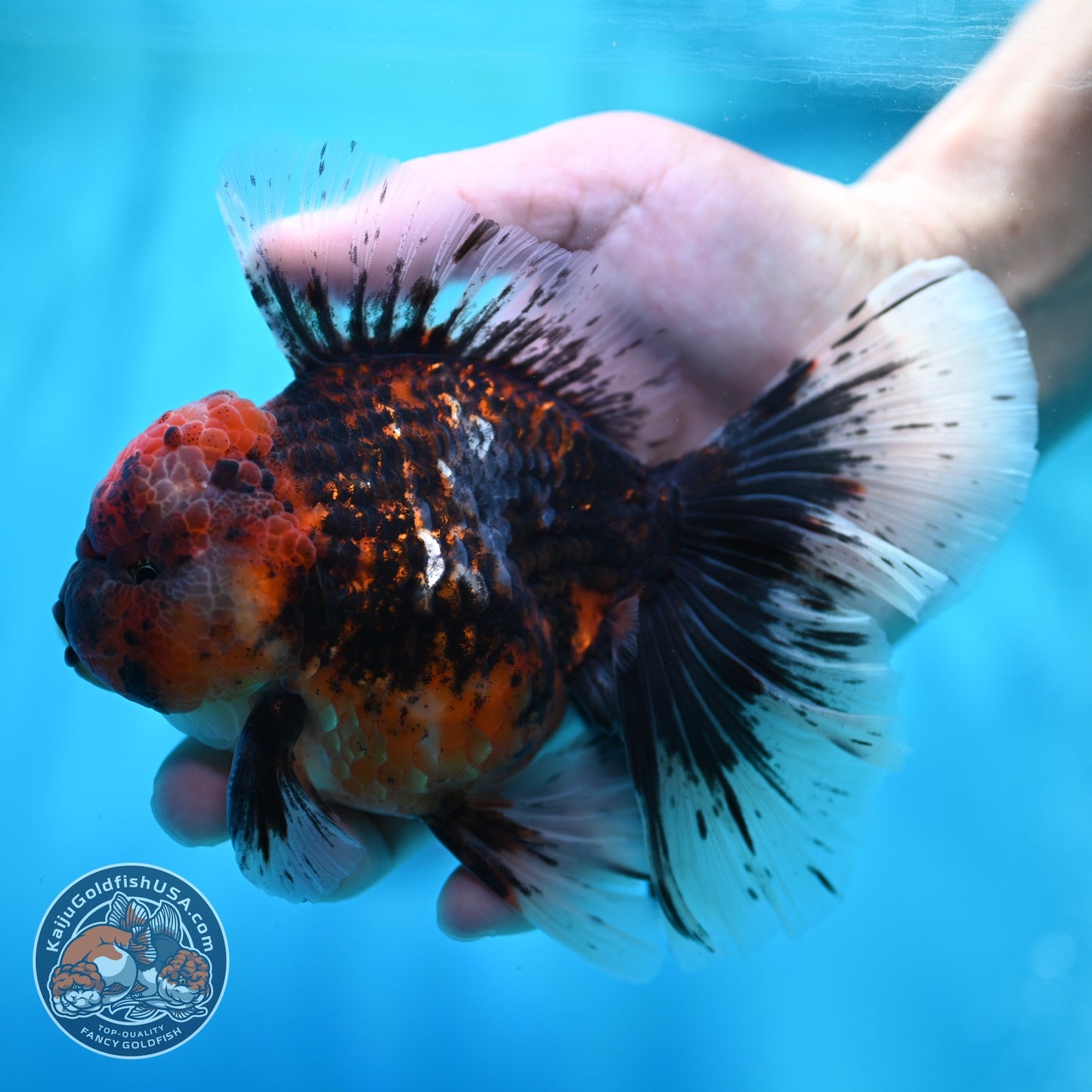 Heavy Ink Tiger Orchid Tail Oranda 4 inch Body (260529_OR08)
