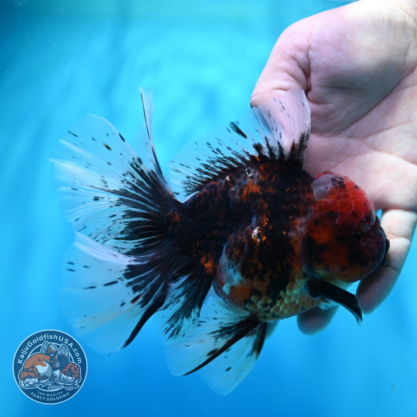 Heavy Ink Tiger Orchid Tail Oranda 4 inch Body (260529_OR08)