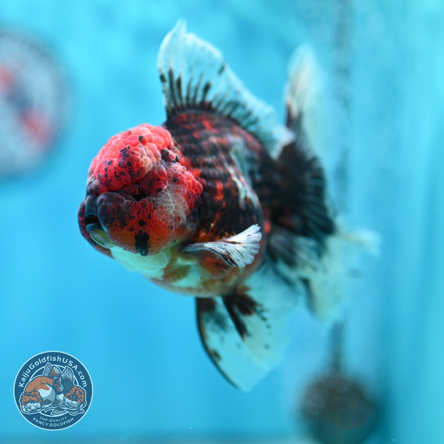 Heavy Ink Tiger Orchid Tail Oranda 4 inch Body (260529_OR08)