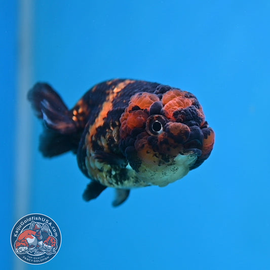 Heavy Ink Tiger Ranchu 3 inch Body (260116_RC11)