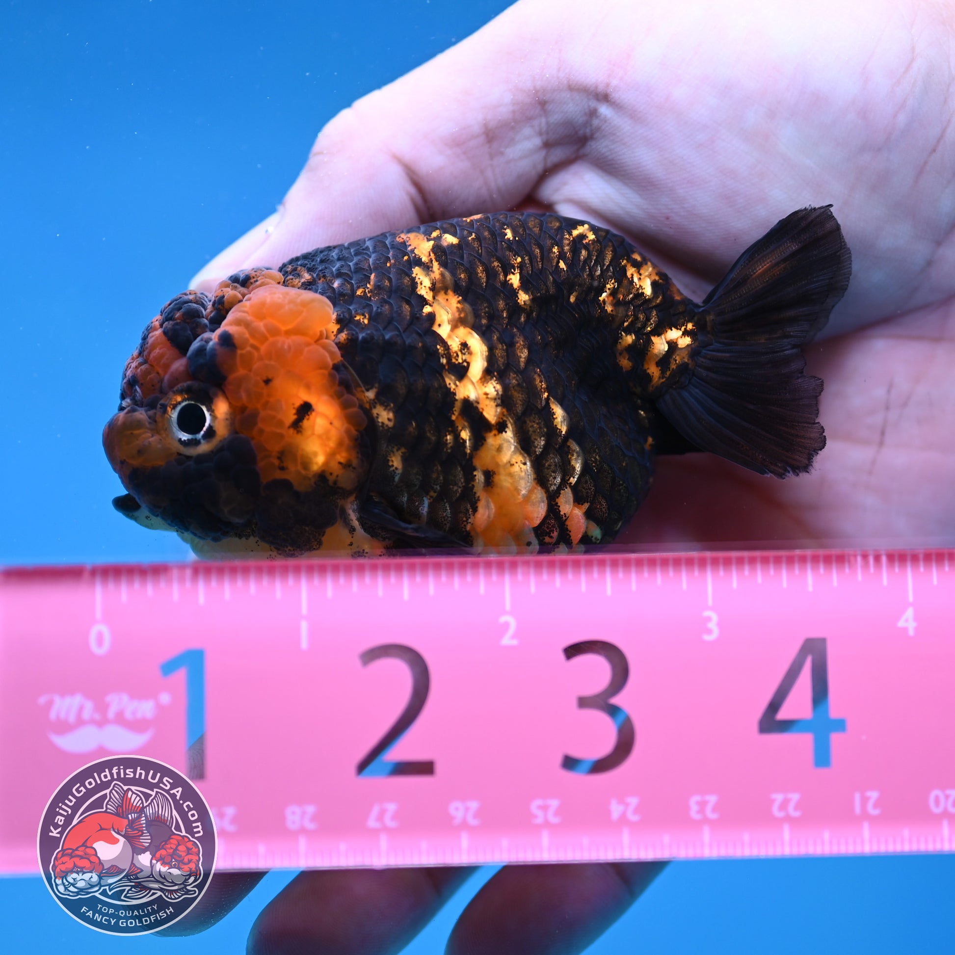 Heavy Ink Tiger Ranchu 3 inch Body (260116_RC11)