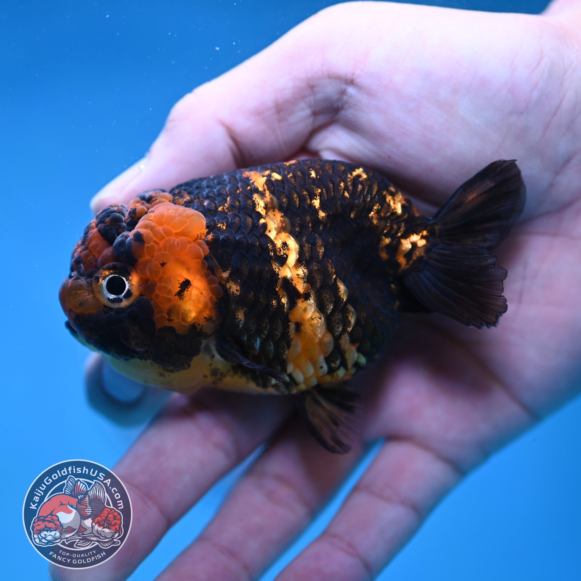 Heavy Ink Tiger Ranchu 3 inch Body (260116_RC11)