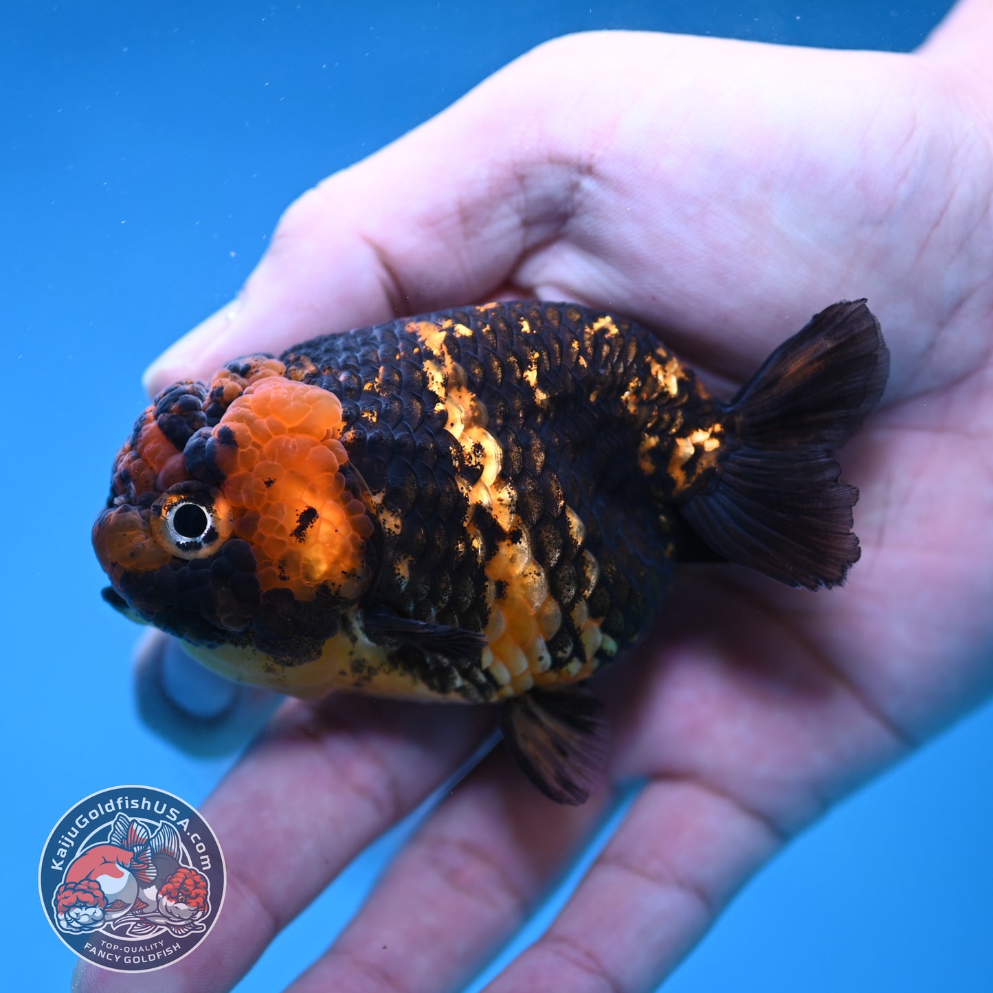 Heavy Ink Tiger Ranchu 3 inch Body (260116_RC11)