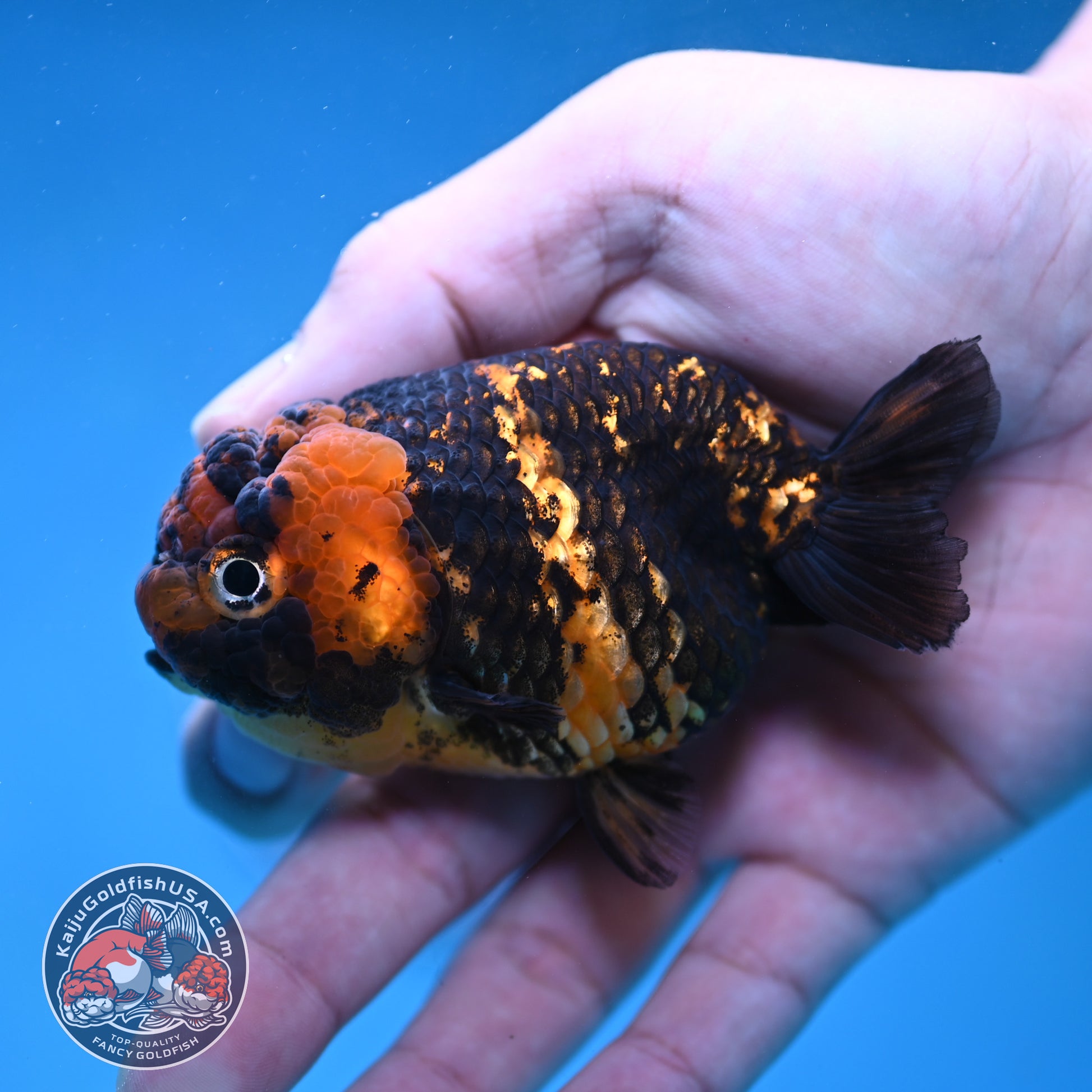 Heavy Ink Tiger Ranchu 3 inch Body (260116_RC11)