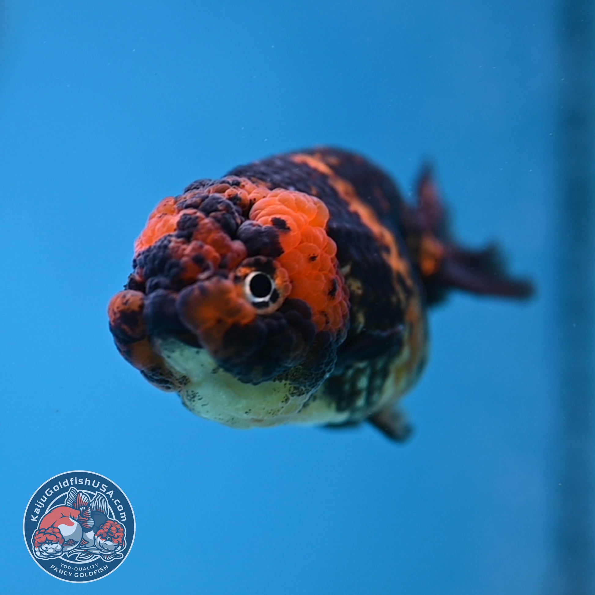 Heavy Ink Tiger Ranchu 3 inch Body (260116_RC11)