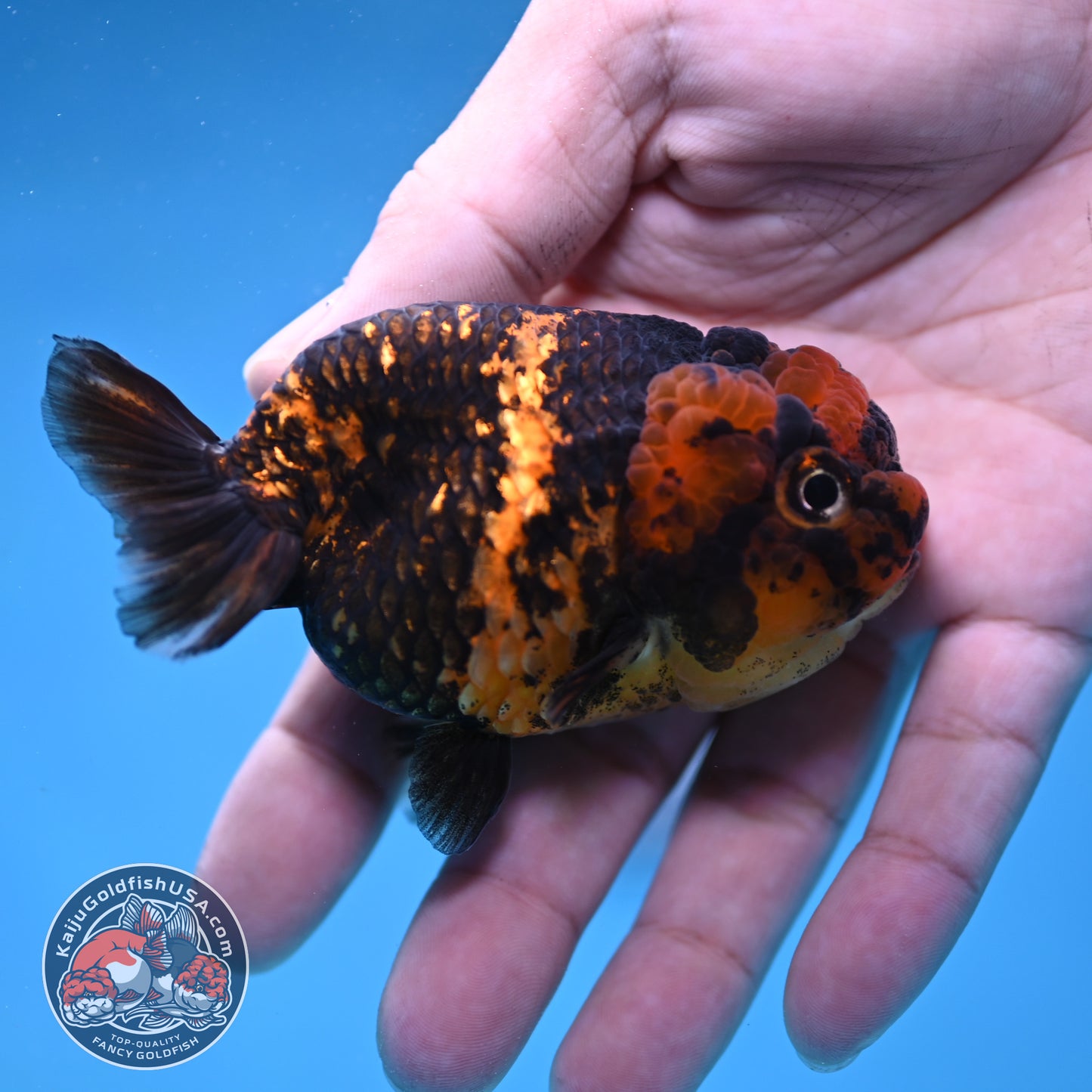 Heavy Ink Tiger Ranchu 3 inch Body (260116_RC11)