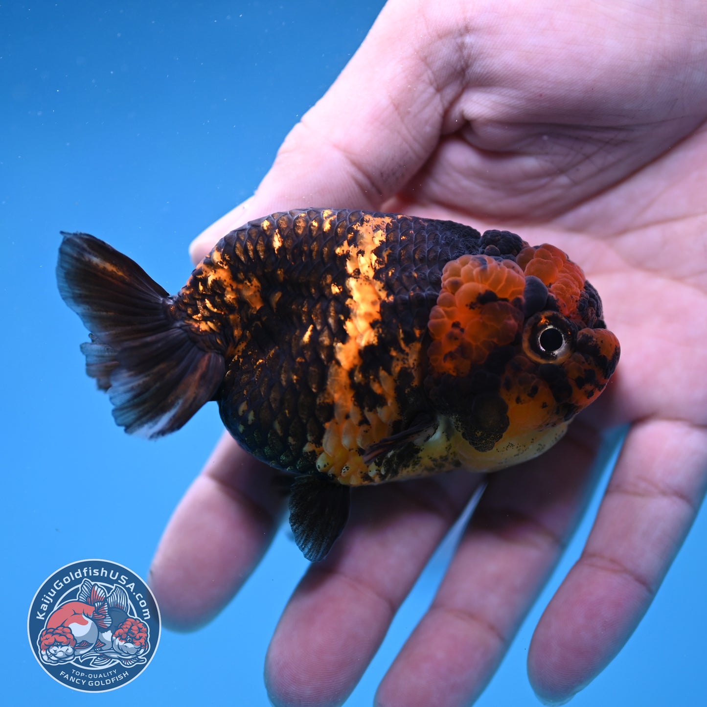 Heavy Ink Tiger Ranchu 3 inch Body (260116_RC11)
