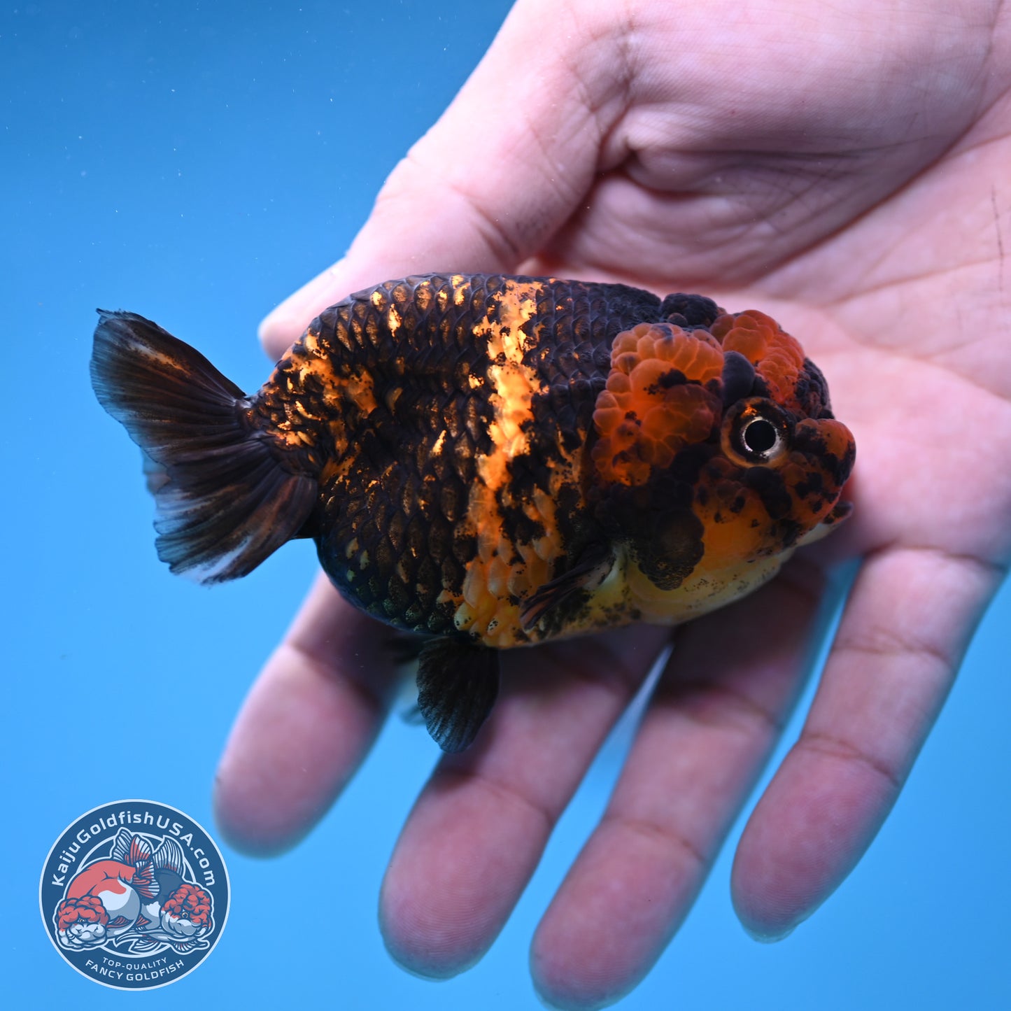 Heavy Ink Tiger Ranchu 3 inch Body (260116_RC11)