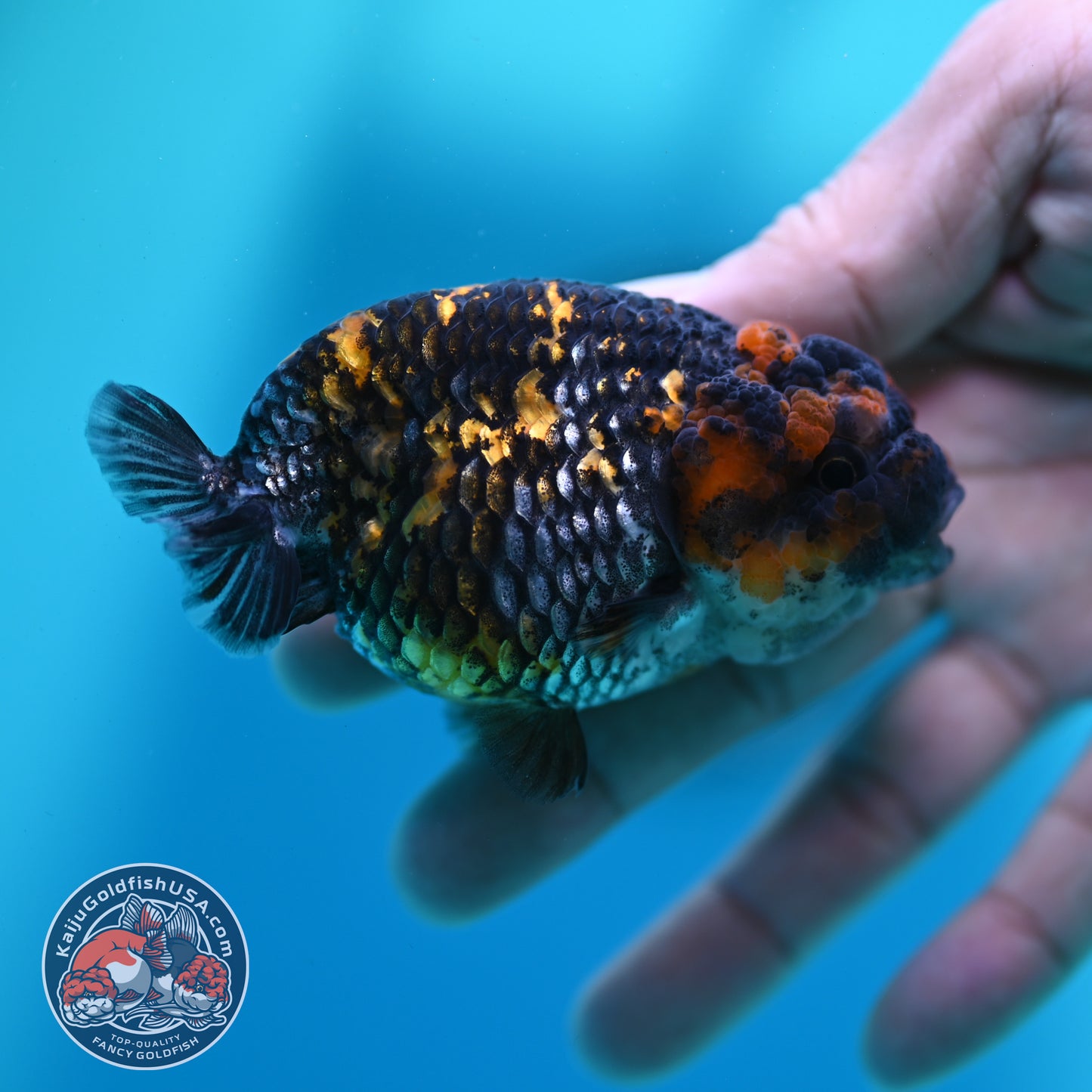 Heavy Ink Tiger Ranchu 3 inch Body (260508_RC09)