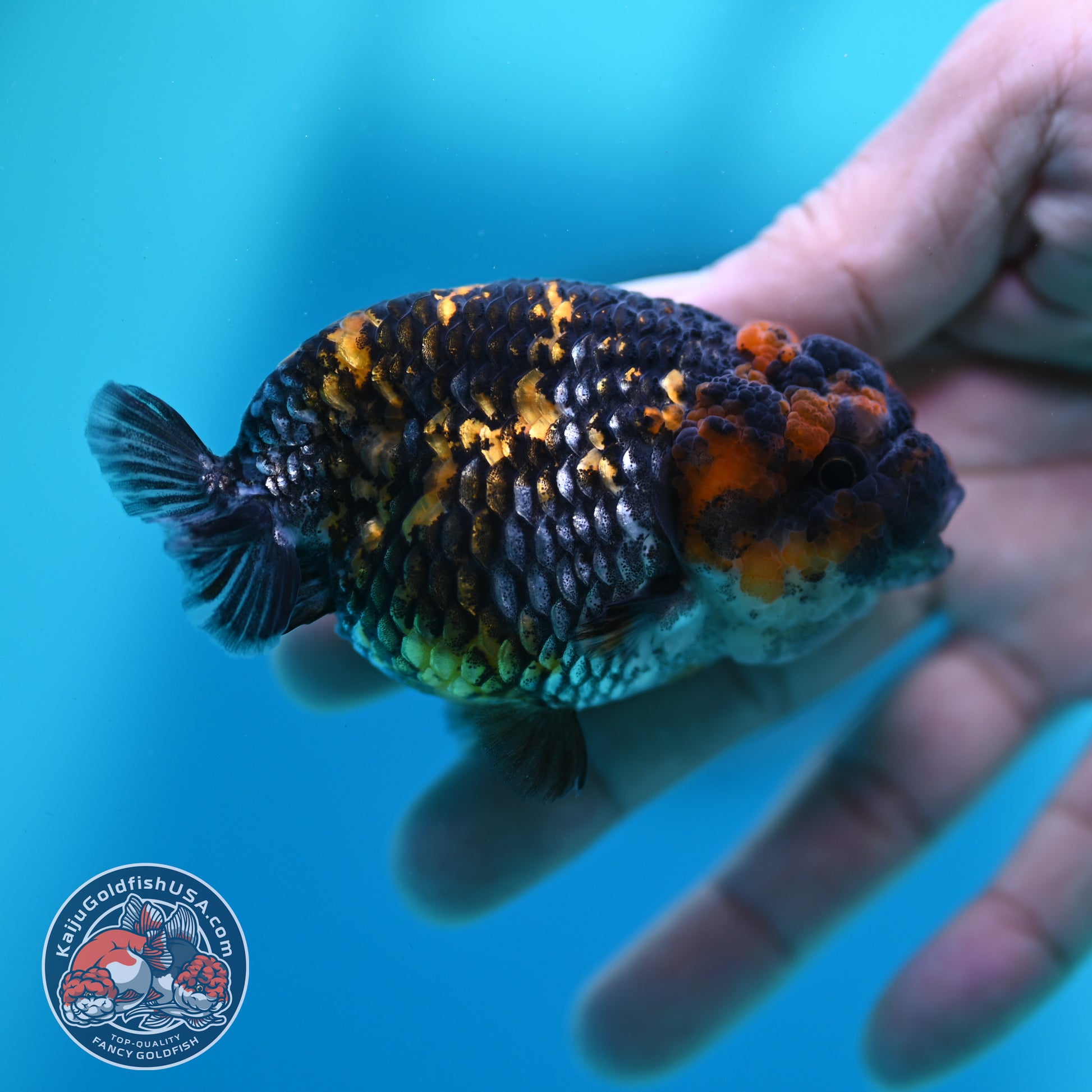 Heavy Ink Tiger Ranchu 3 inch Body (260508_RC09)