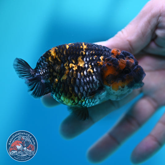 Heavy Ink Tiger Ranchu 3 inch Body (260508_RC09)