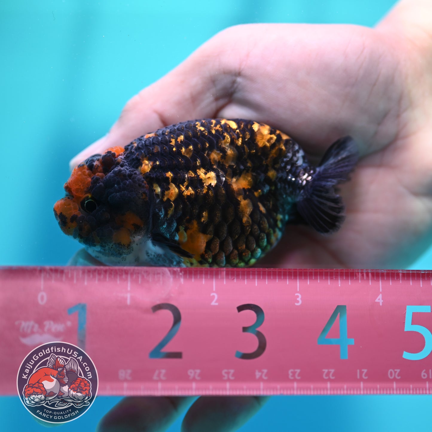 Heavy Ink Tiger Ranchu 3 inch Body (260508_RC09)