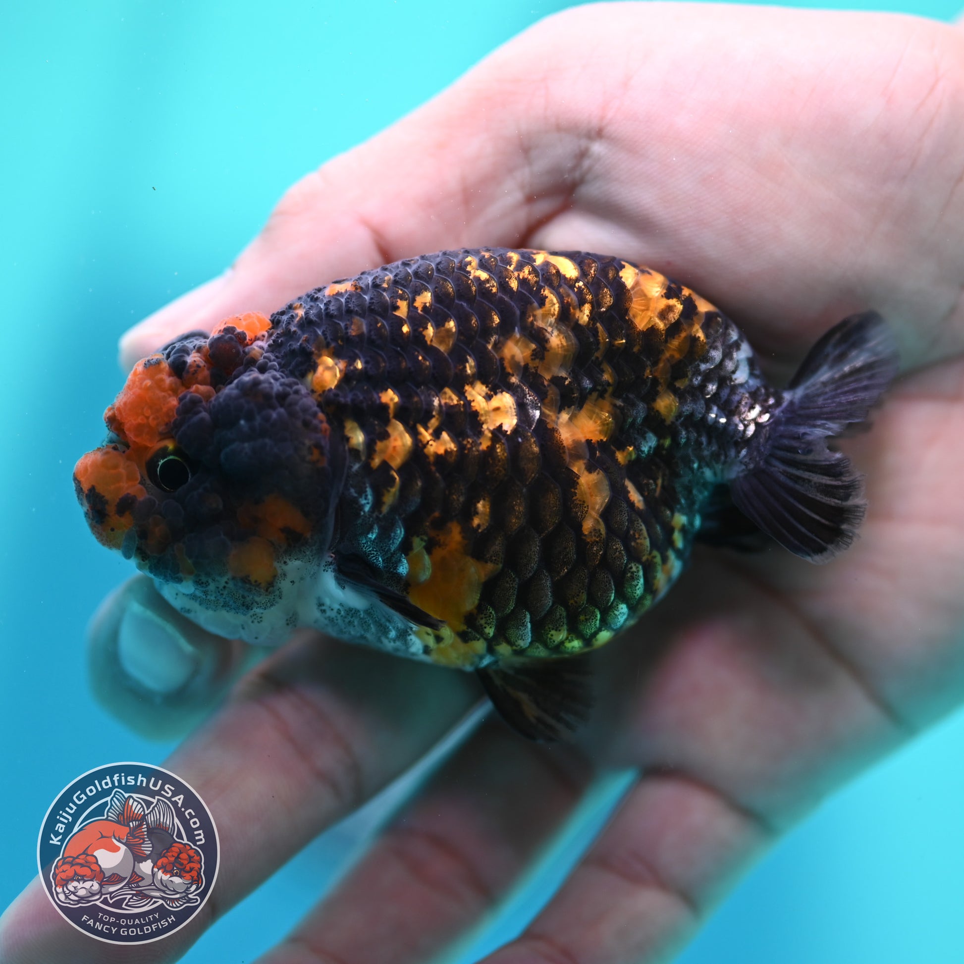 Heavy Ink Tiger Ranchu 3 inch Body (260508_RC09)