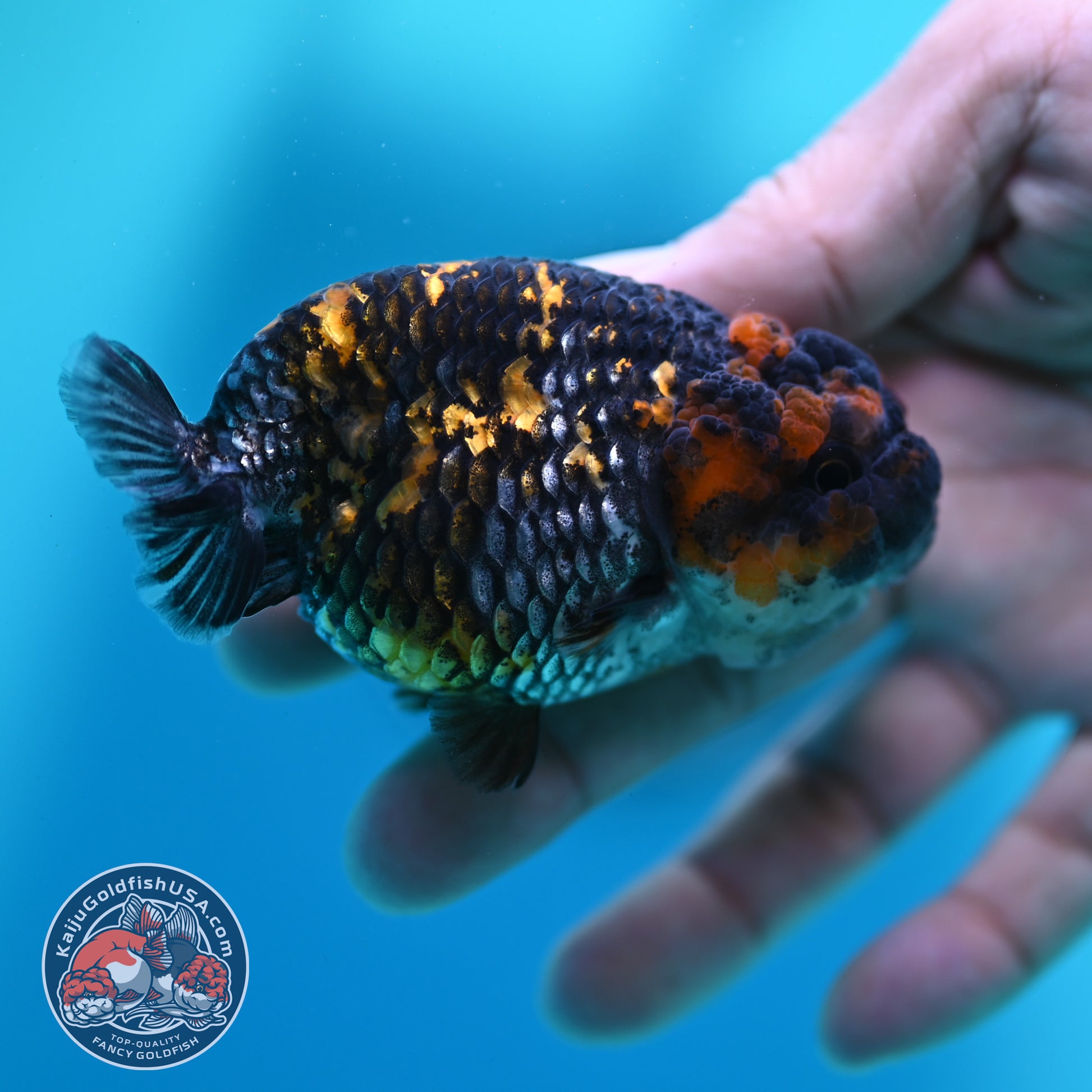Heavy Ink Tiger Ranchu 3 inch Body (260508_RC09)