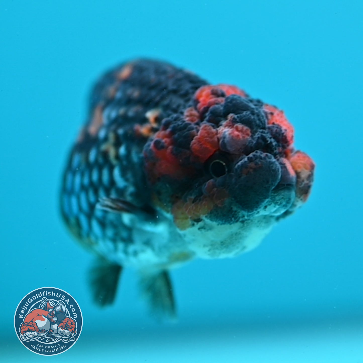 Heavy Ink Tiger Ranchu 3 inch Body (260508_RC09)