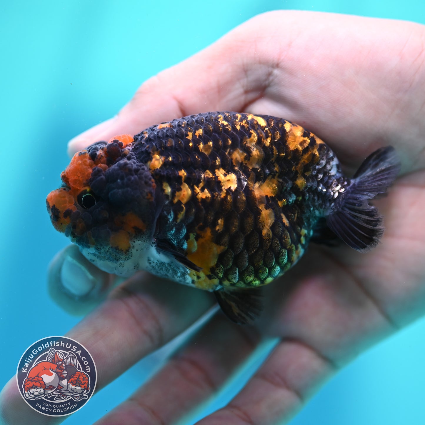 Heavy Ink Tiger Ranchu 3 inch Body (260508_RC09)