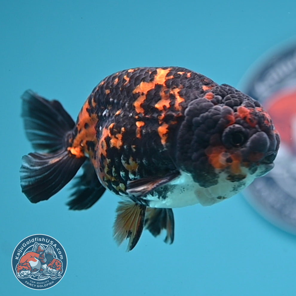 Heavy Ink Tiger Ranchu 3.5 inch Body (251121_RC06) – Kaiju Goldfish USA