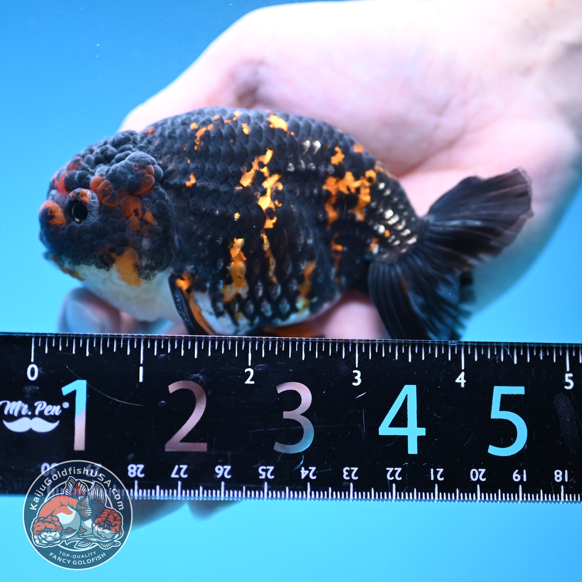 Heavy Ink Tiger Ranchu 3.5 inch Body (251121_RC06)
