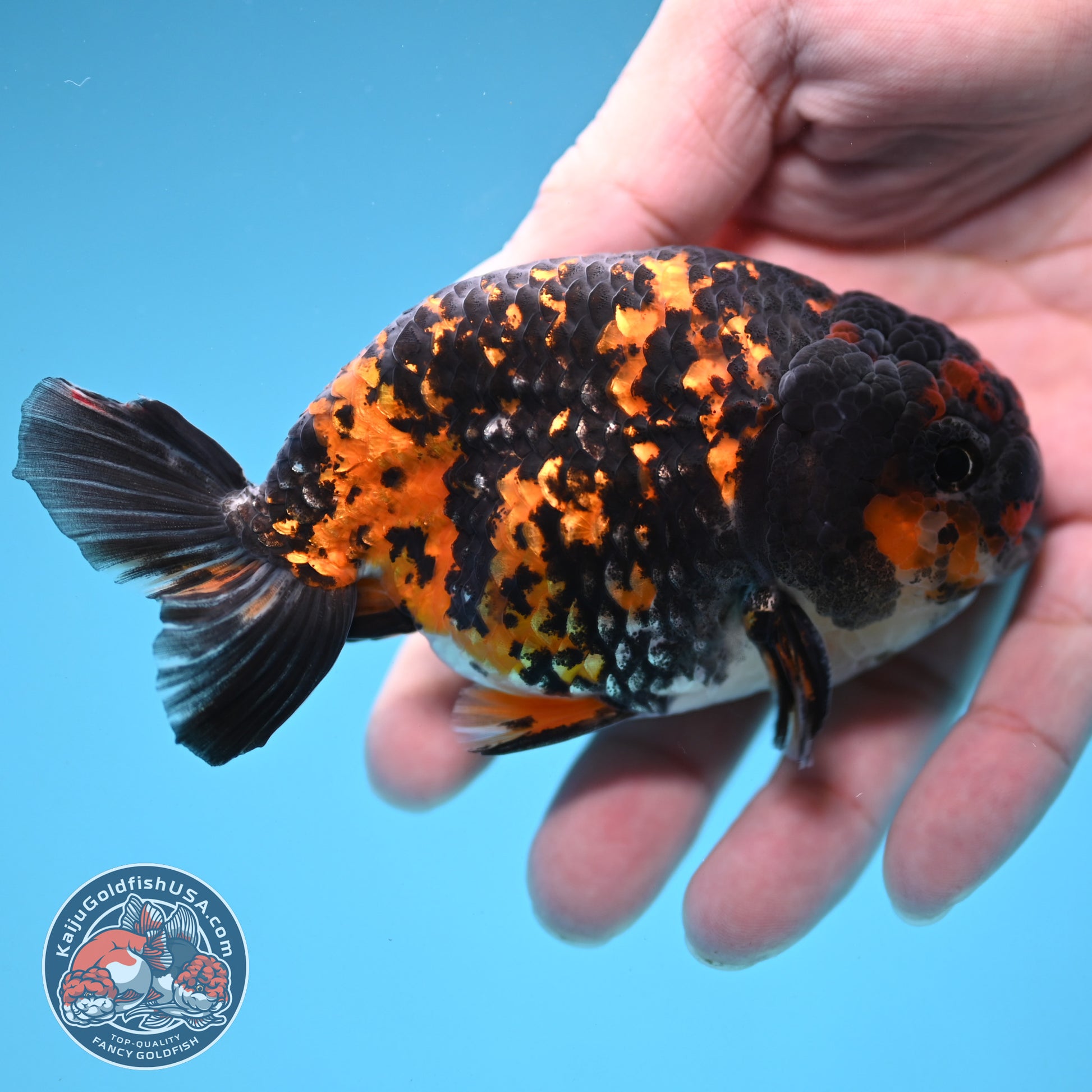 Heavy Ink Tiger Ranchu 3.5 inch Body (251121_RC06)