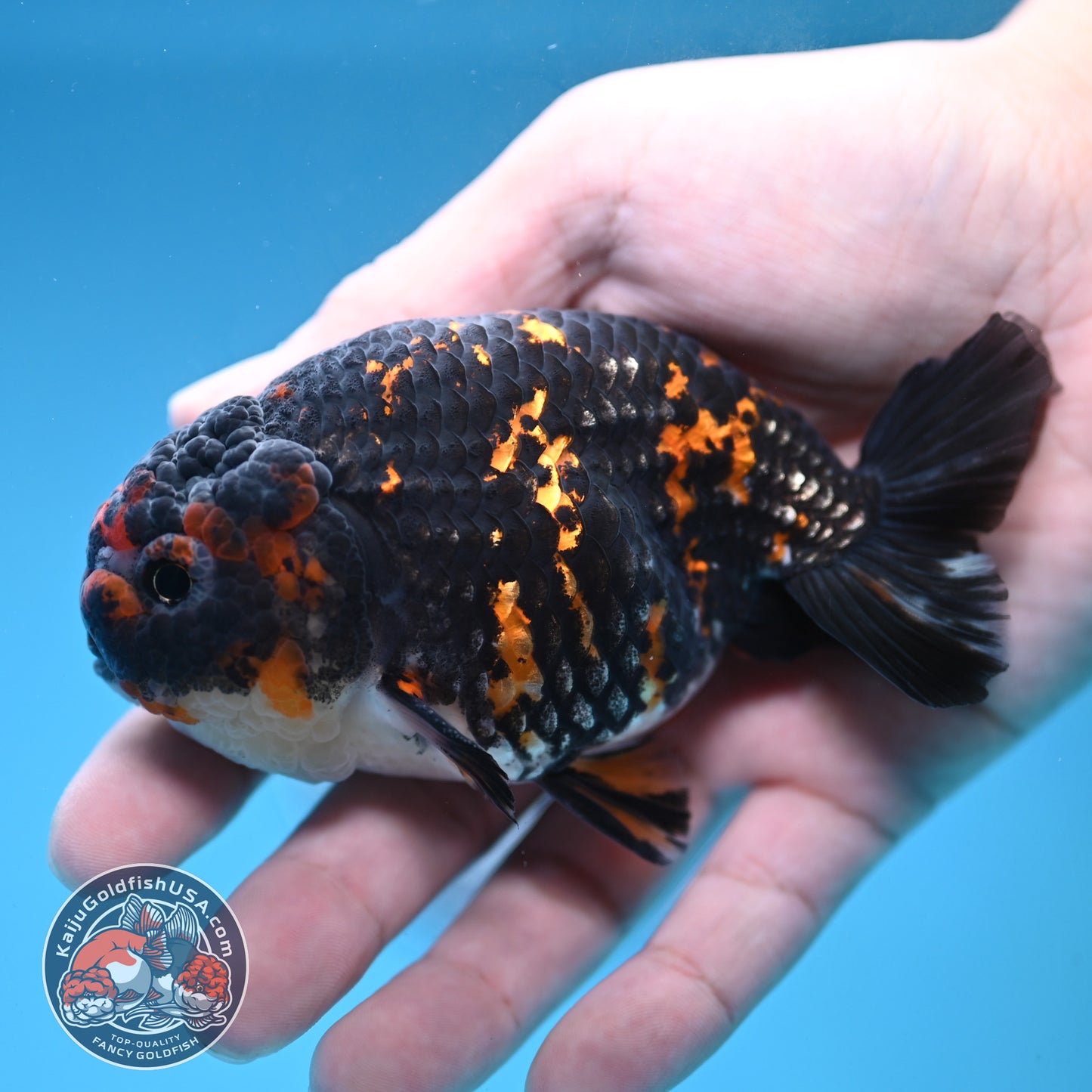 Heavy Ink Tiger Ranchu 3.5 inch Body (251121_RC06)
