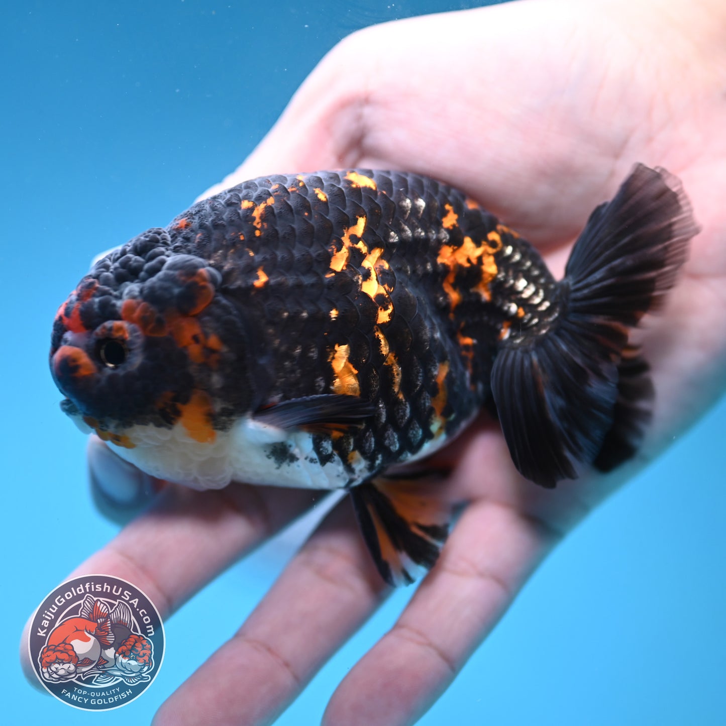 Heavy Ink Tiger Ranchu 3.5 inch Body (251121_RC06)