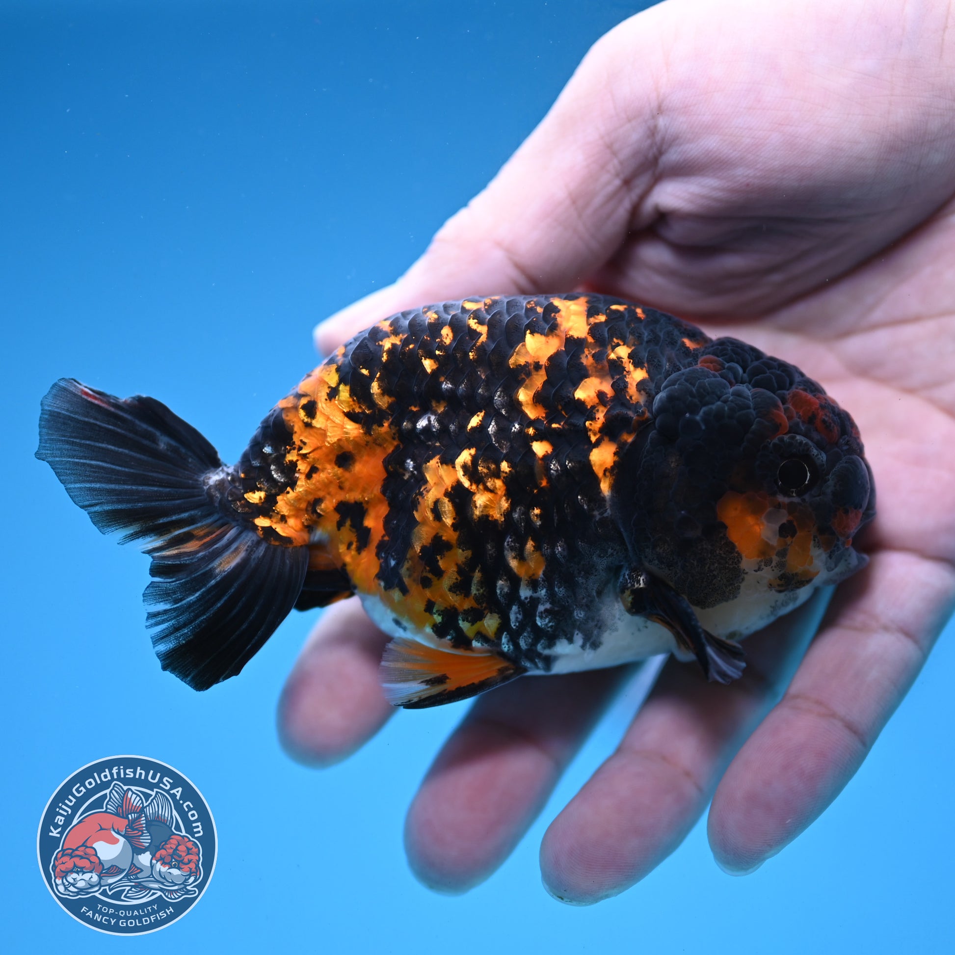 Heavy Ink Tiger Ranchu 3.5 inch Body (251121_RC06)