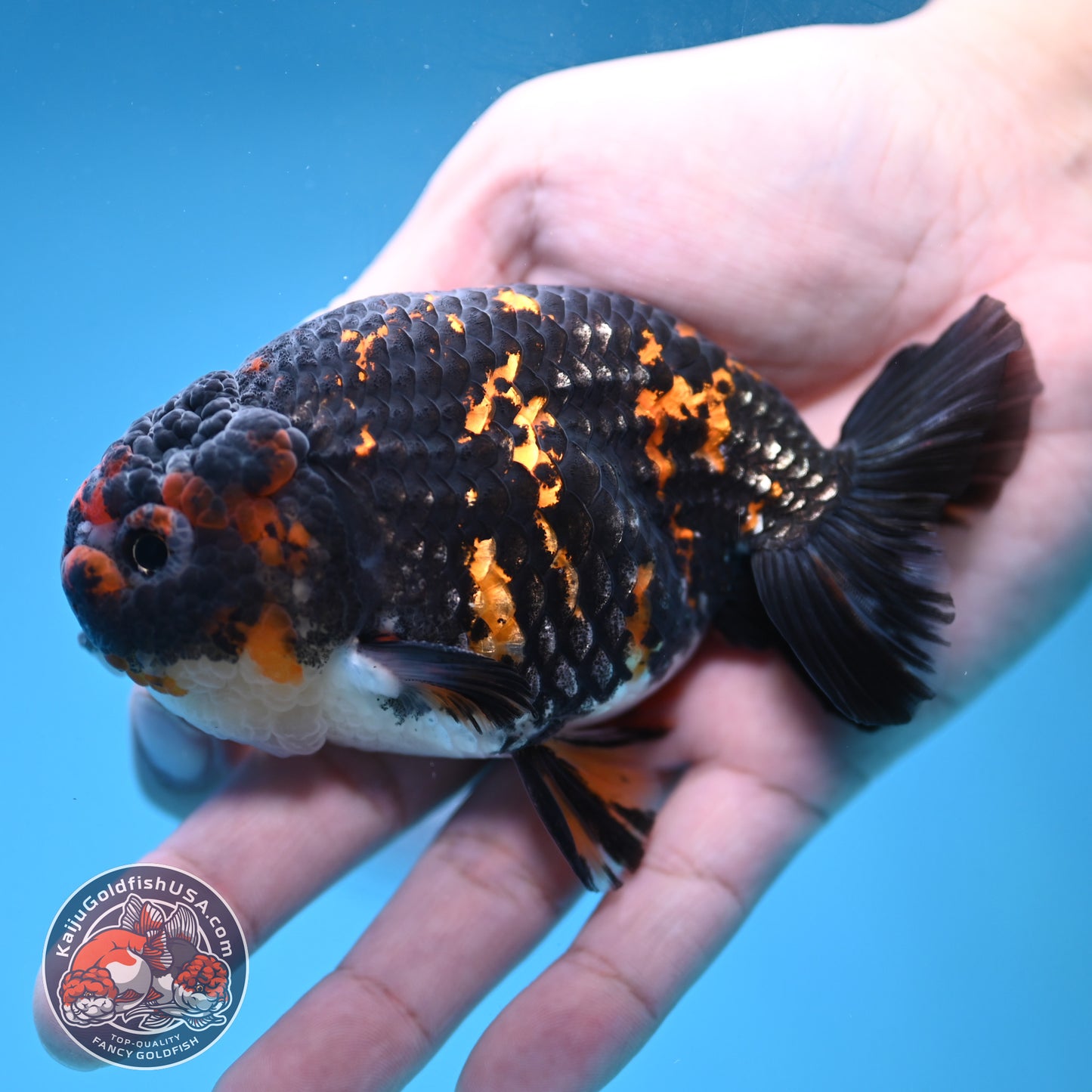 Heavy Ink Tiger Ranchu 3.5 inch Body (251121_RC06)