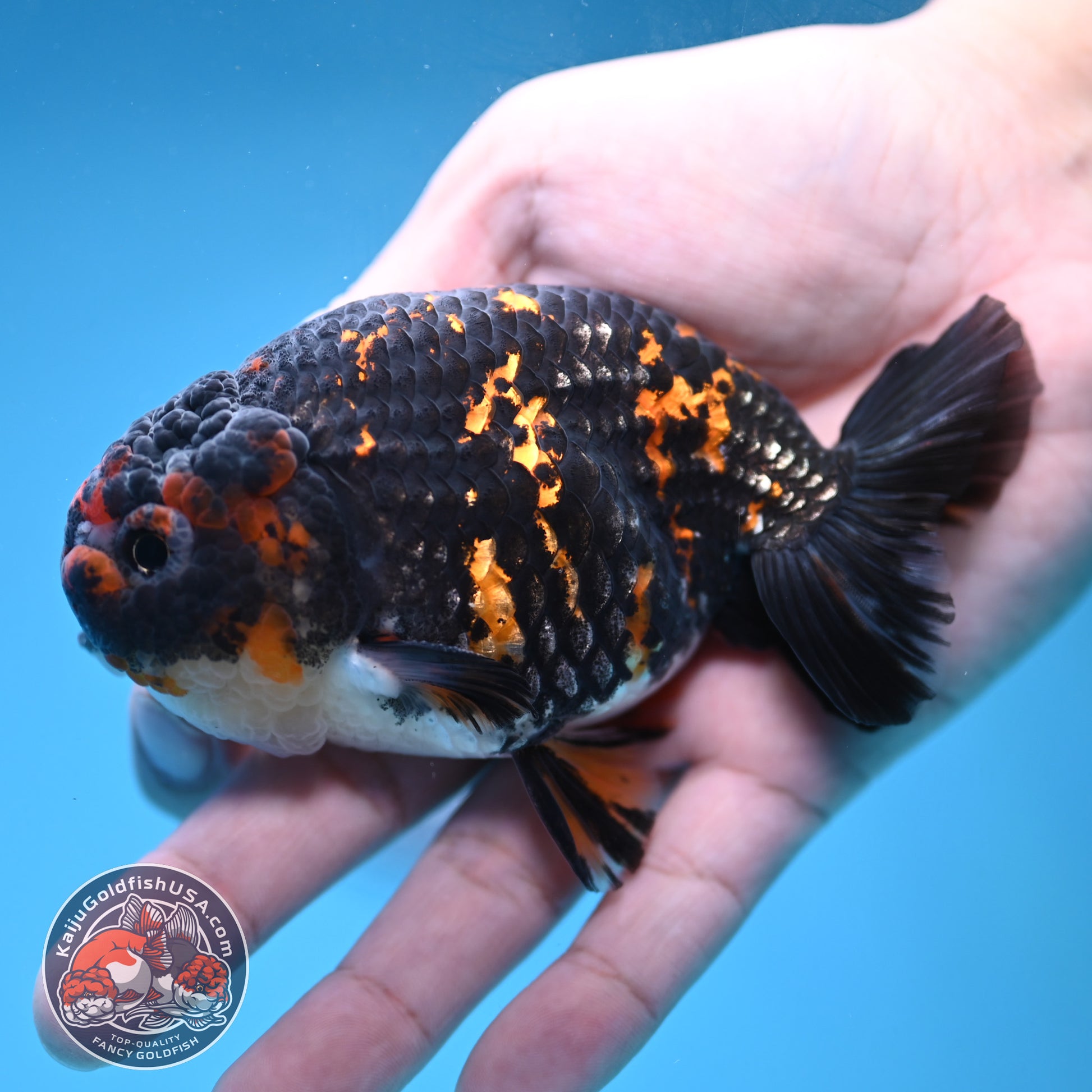 Heavy Ink Tiger Ranchu 3.5 inch Body (251121_RC06)