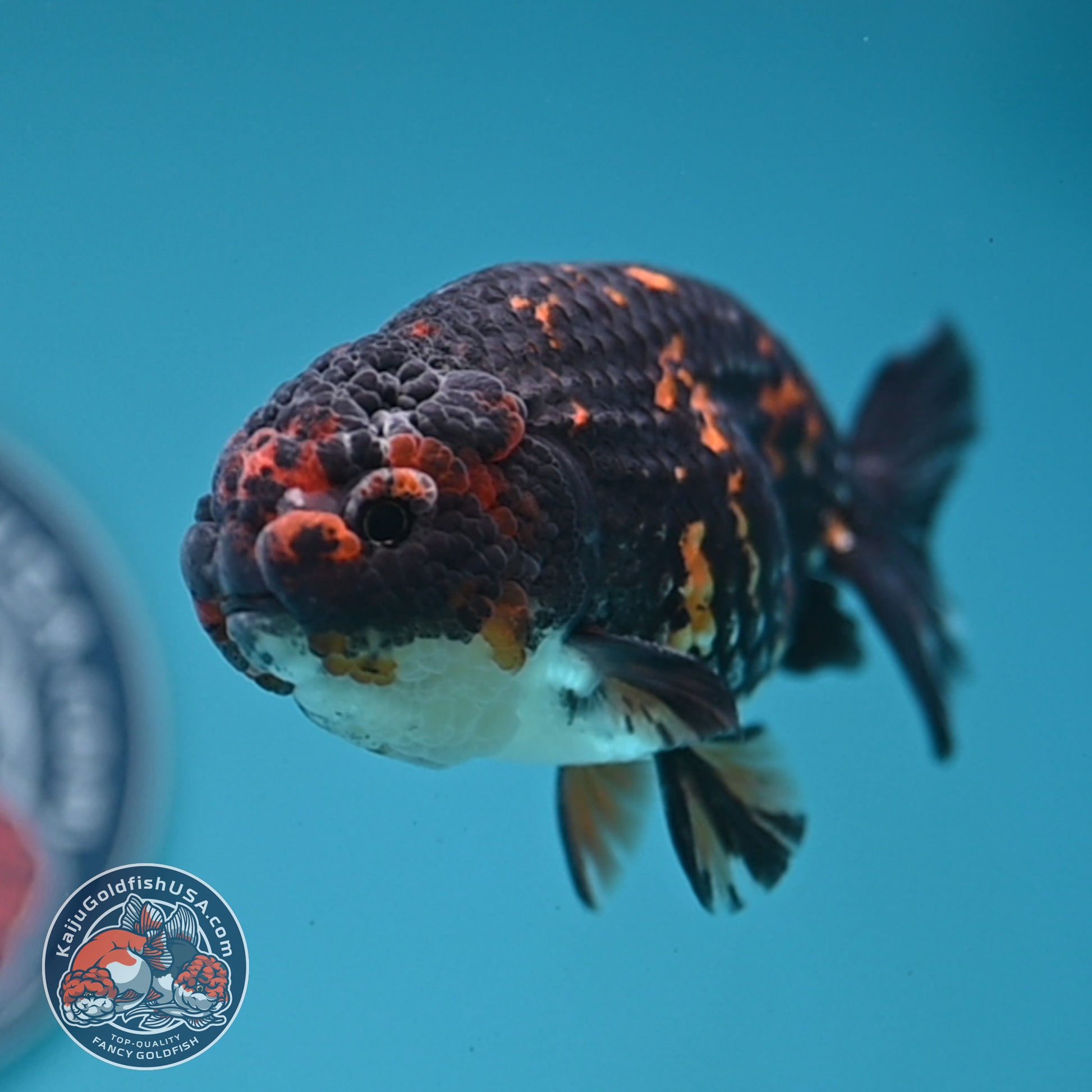 Heavy Ink Tiger Ranchu 3.5 inch Body (251121_RC06)