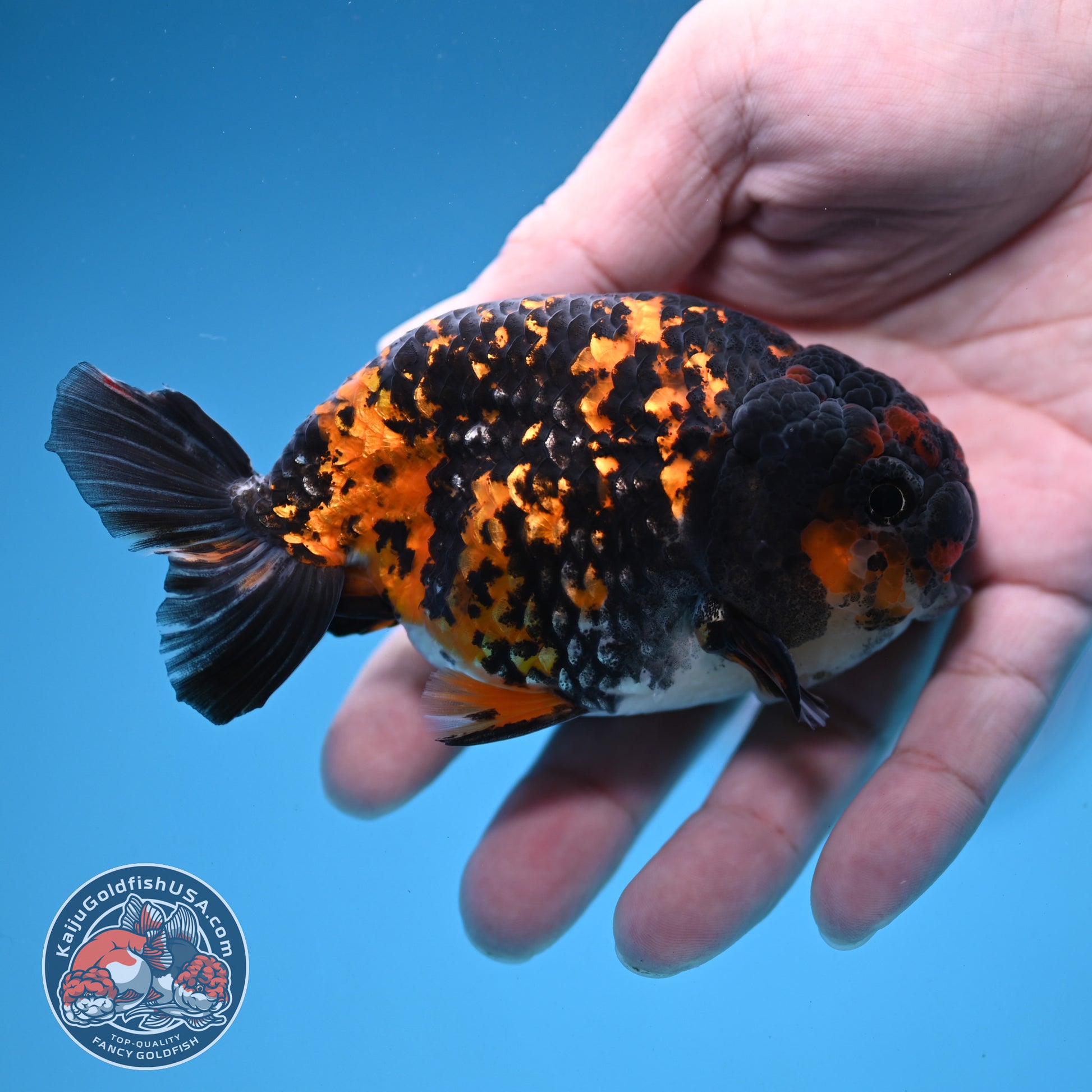 Heavy Ink Tiger Ranchu 3.5 inch Body (251121_RC06)