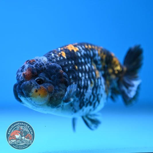 Heavy Ink Tiger Ranchu 3.8 inch Body (251212_RC10)