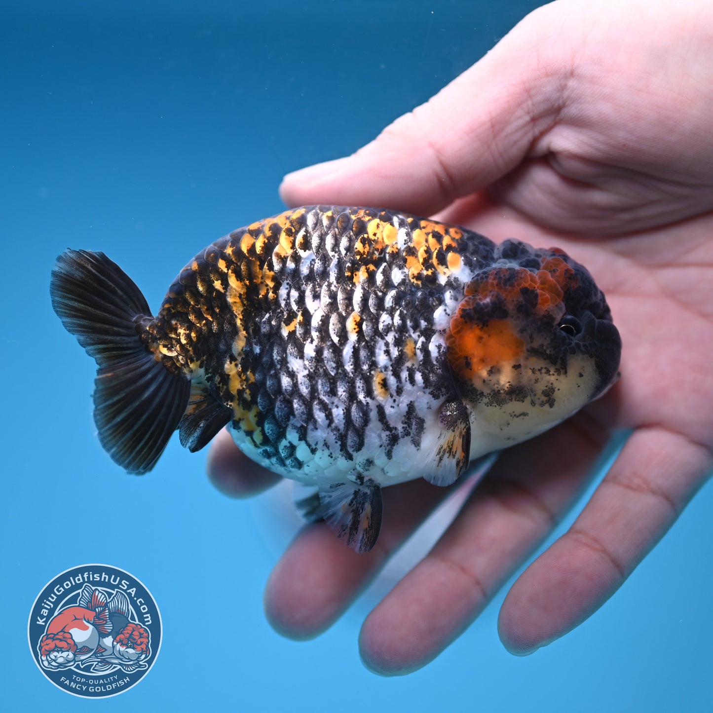 Heavy Ink Tiger Ranchu 3.8 inch Body (251212_RC10)