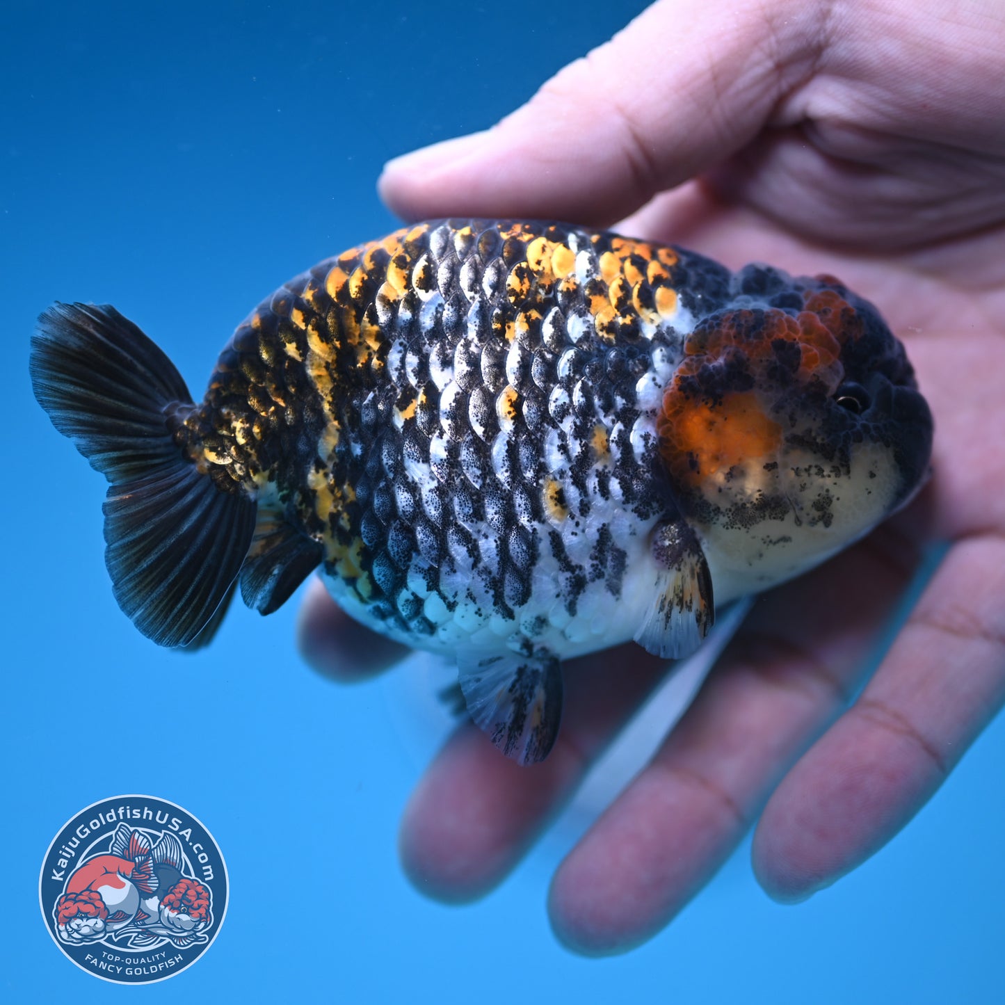 Heavy Ink Tiger Ranchu 3.8 inch Body (251212_RC10)