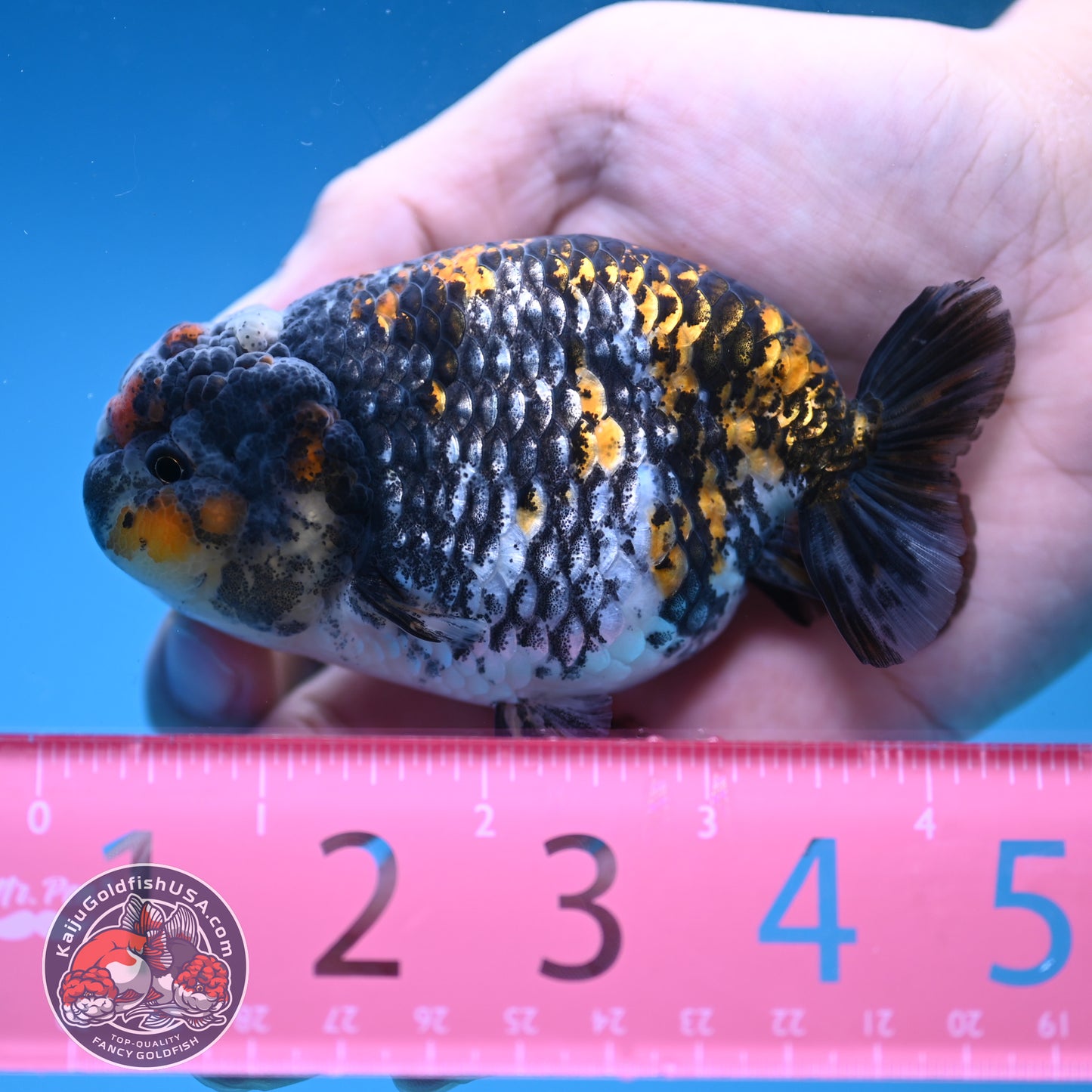 Heavy Ink Tiger Ranchu 3.8 inch Body (251212_RC10)