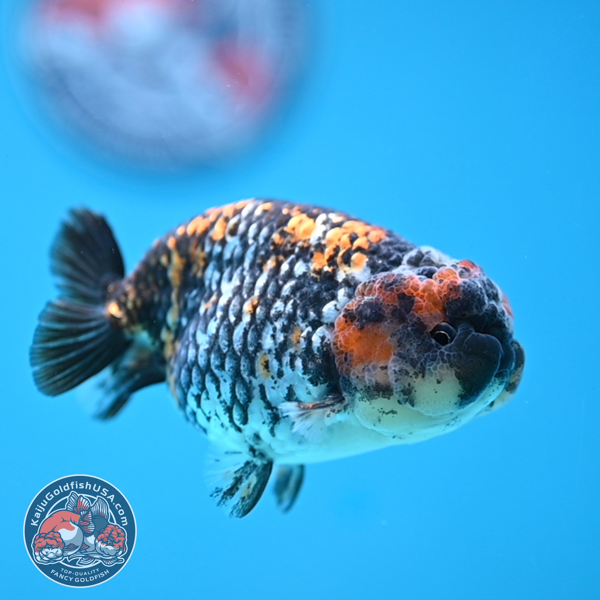 Heavy Ink Tiger Ranchu 3.8 inch Body (251212_RC10)