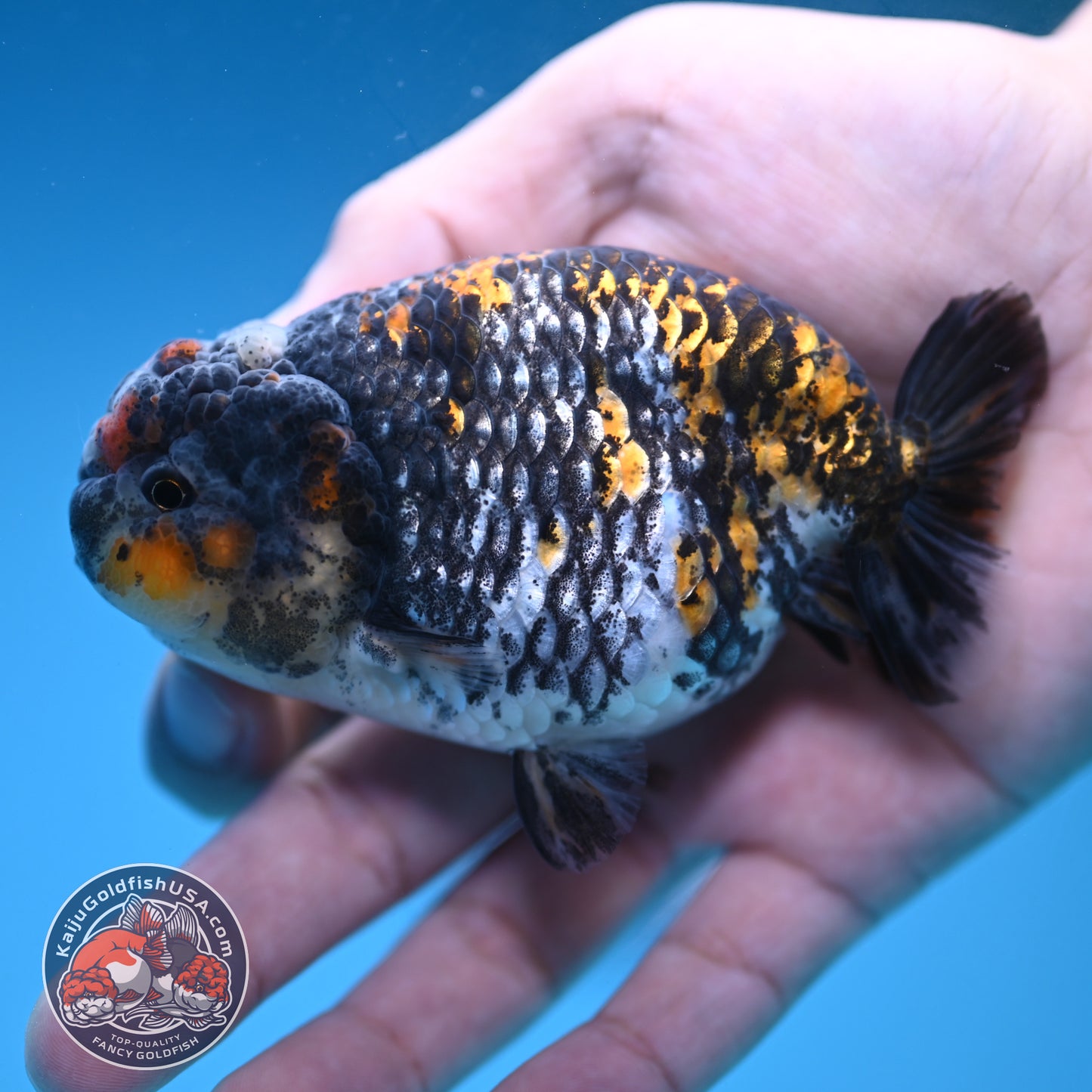 Heavy Ink Tiger Ranchu 3.8 inch Body (251212_RC10)