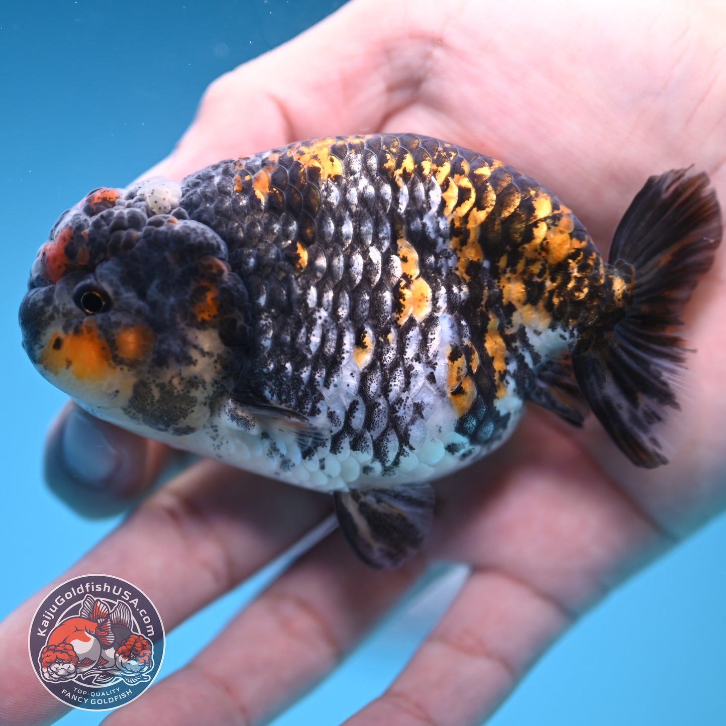 Heavy Ink Tiger Ranchu 3.8 inch Body (251212_RC10)