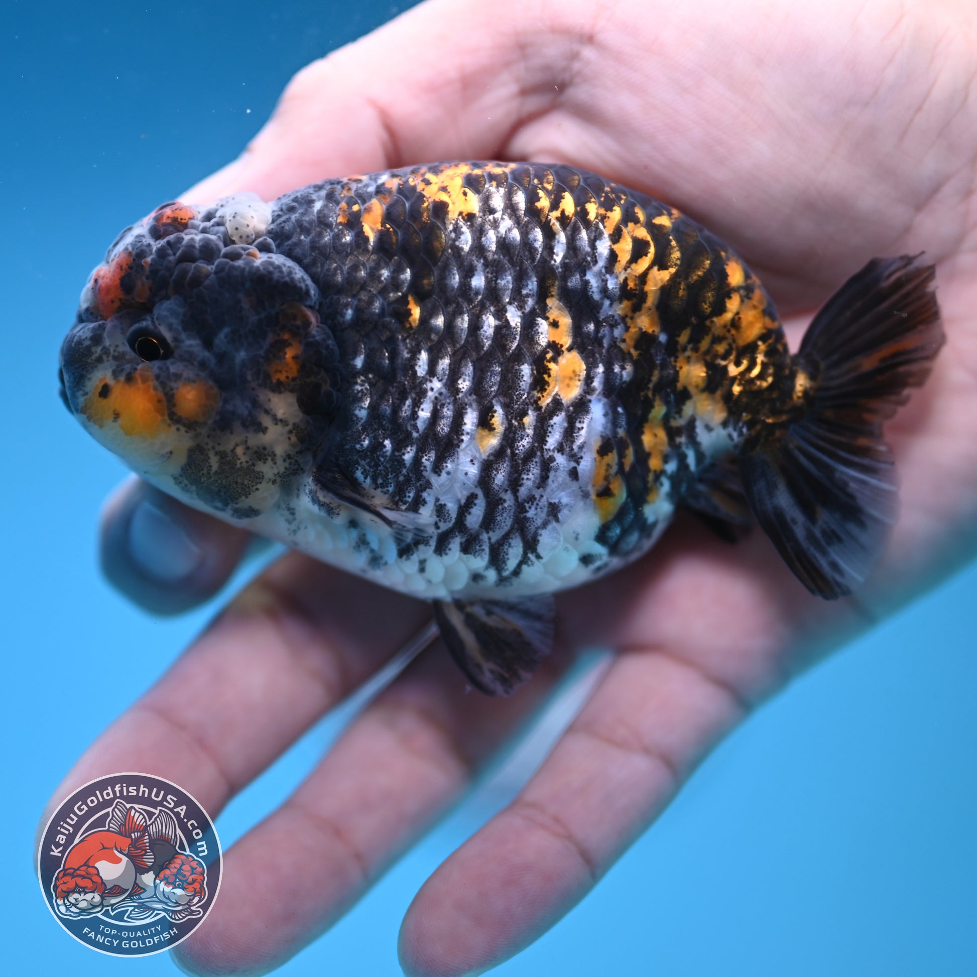 Heavy Ink Tiger Ranchu 3.8 inch Body (251212_RC10)