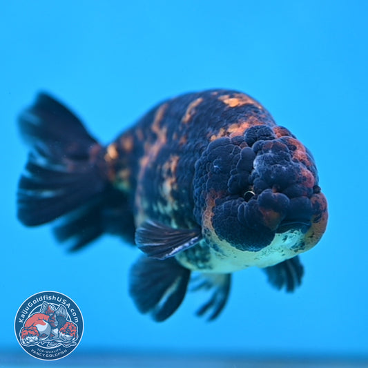 Heavy Ink Tiger Ranchu 4 inch Body (260116_RC05)