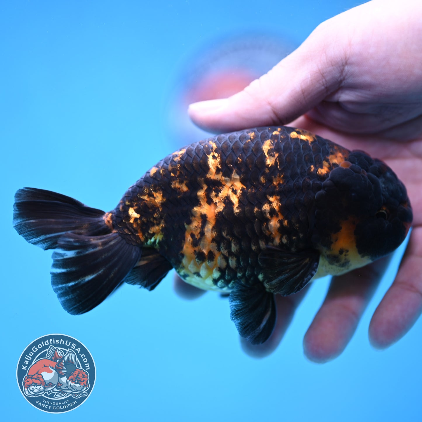 Heavy Ink Tiger Ranchu 4 inch Body (260116_RC05)
