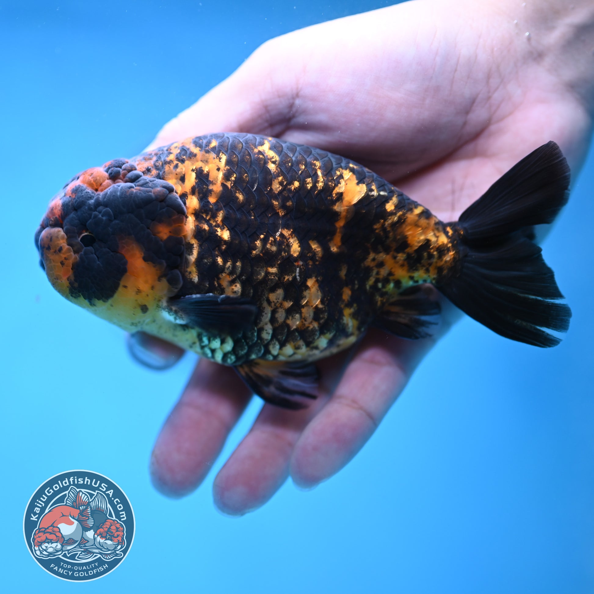 Heavy Ink Tiger Ranchu 4 inch Body (260116_RC05)