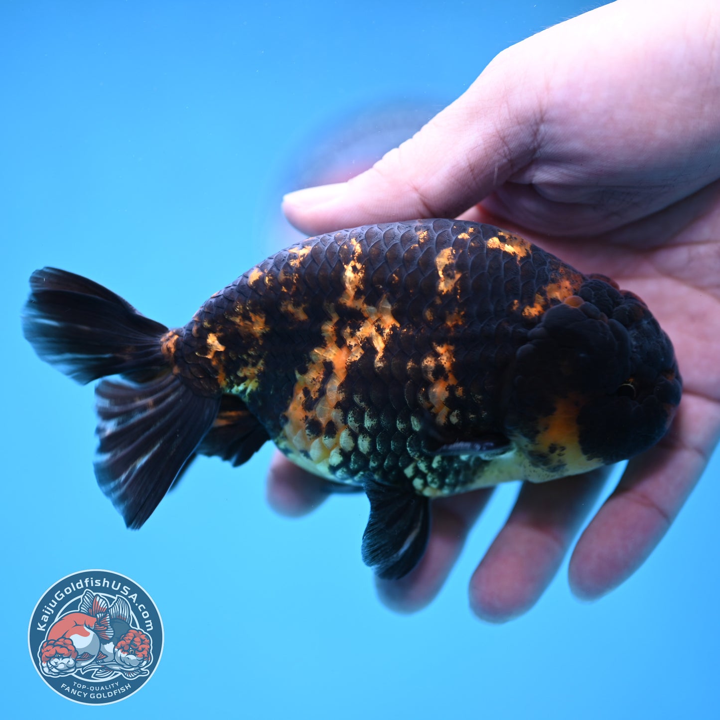 Heavy Ink Tiger Ranchu 4 inch Body (260116_RC05)